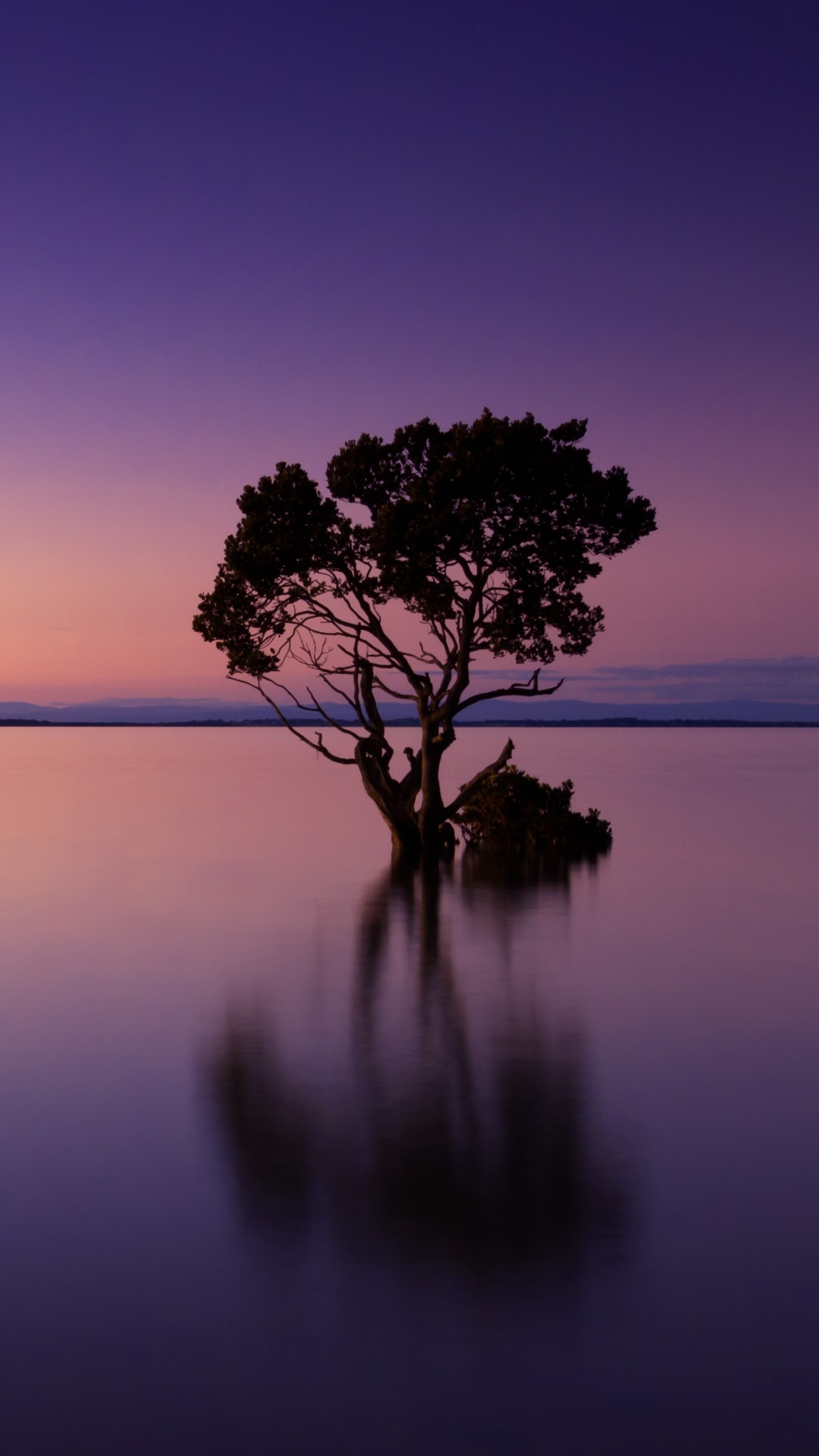Earth Sunset, Horizon, Evening, Lonely Tree, Reflection, Tree, 1440x2560, Phone HD Wallpaper