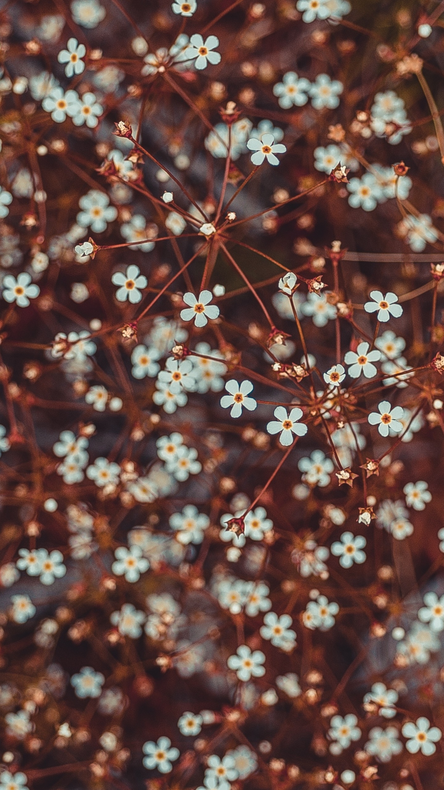 Earth Flower, Close-up, Nature, 1440x2560, Phone HD Wallpaper