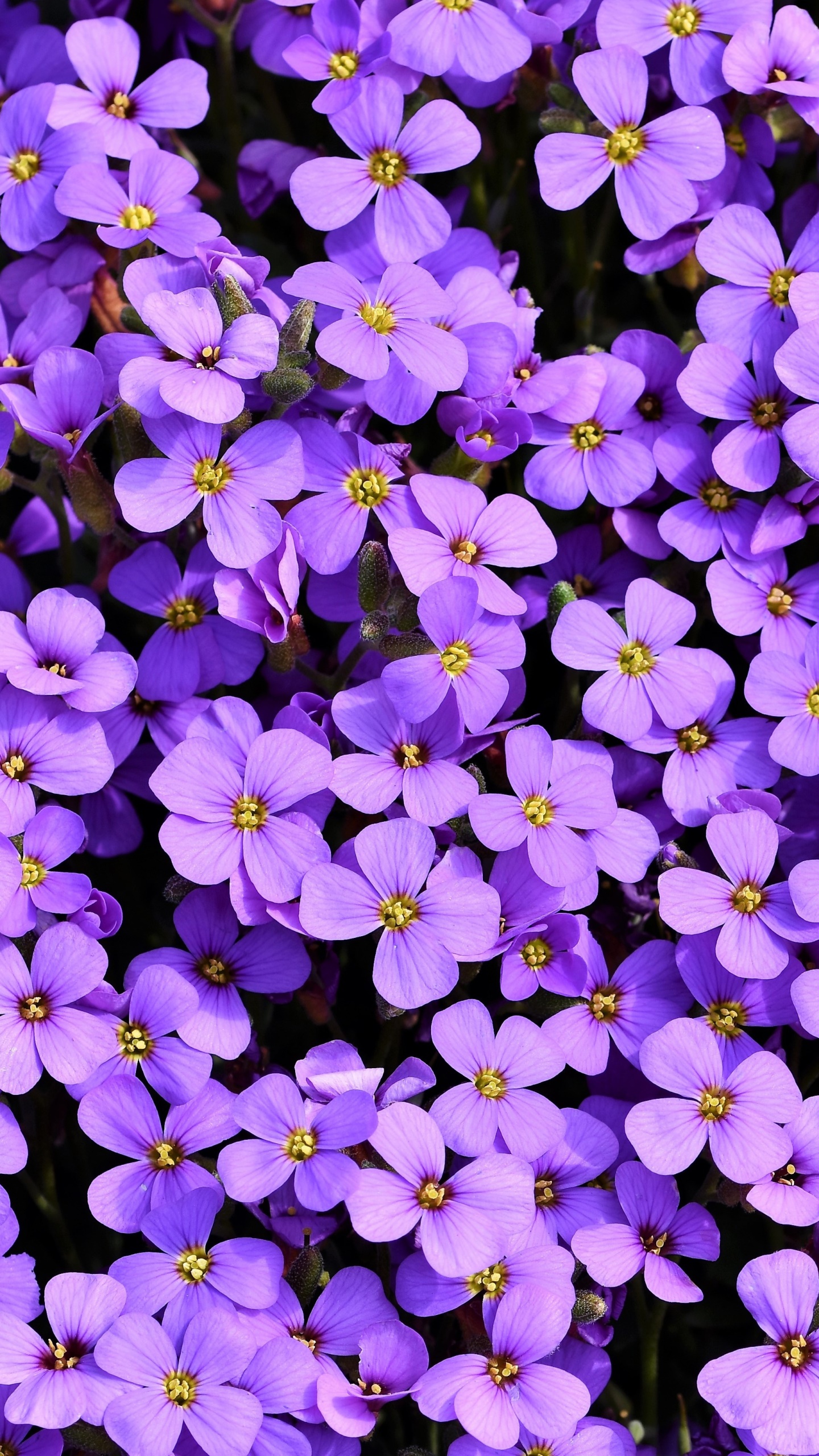 Earth Flower, Plant, Purple Flower, Aubrieta, 1440x2560, Phone HD Wallpaper