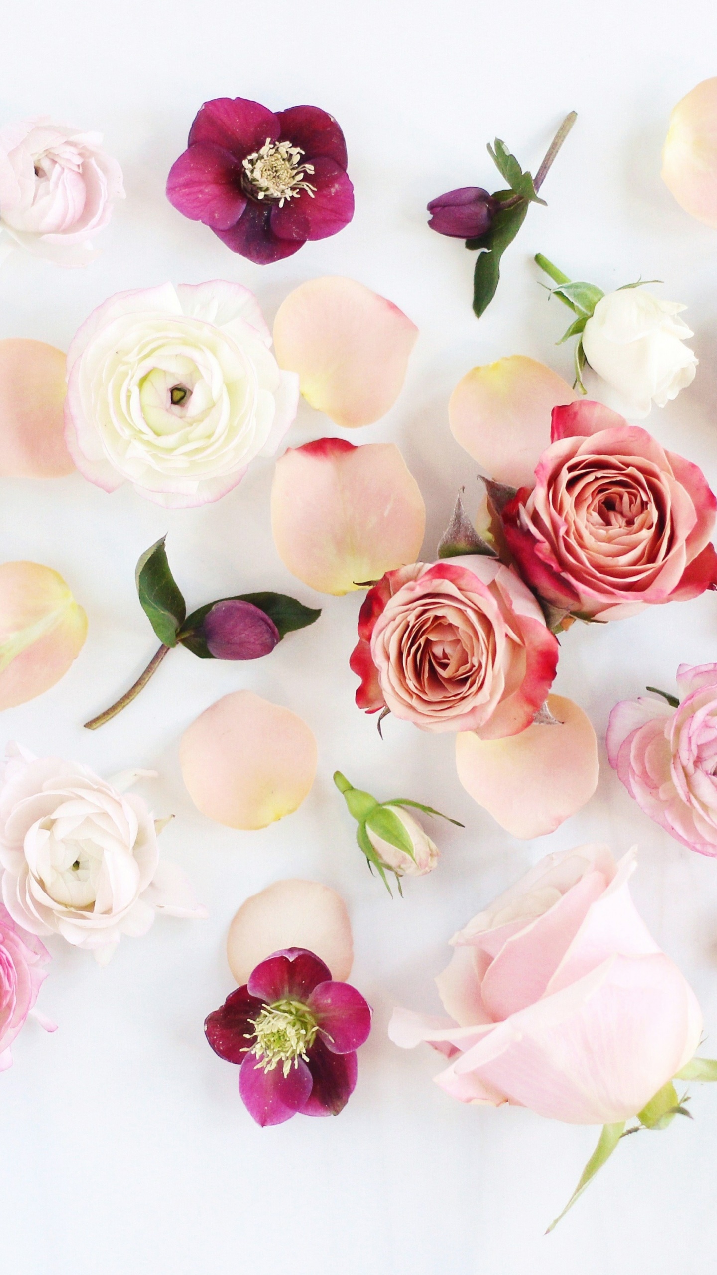 Artistic Flower, Rose, Pink Flower, White Flower, Peony, Anemone, 1440x2560, Phone HD Wallpaper