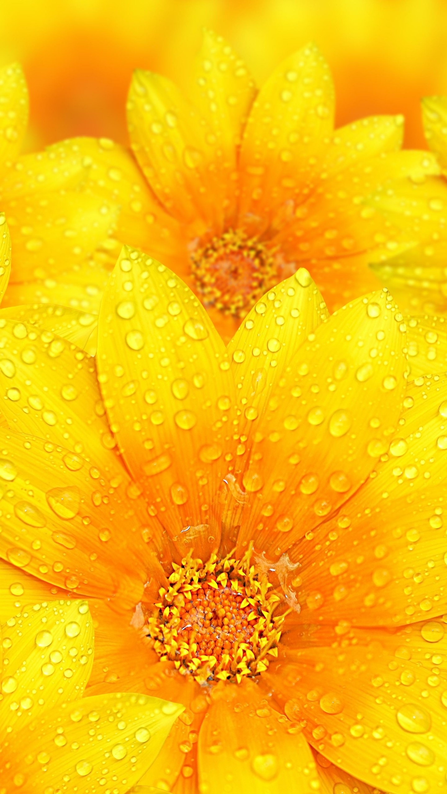 Earth Flower, Raindrops, 1440x2560, Phone HD Wallpaper