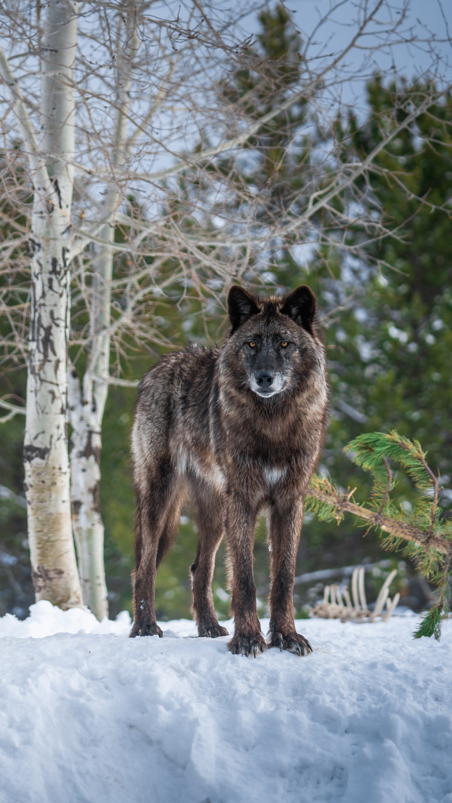 Animal Wolf, Snow, 1440x2560, Phone HD Wallpaper