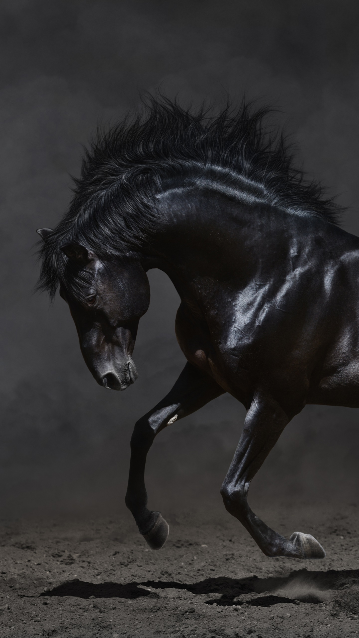 Animal Horse, 1440x2560, Phone HD Wallpaper
