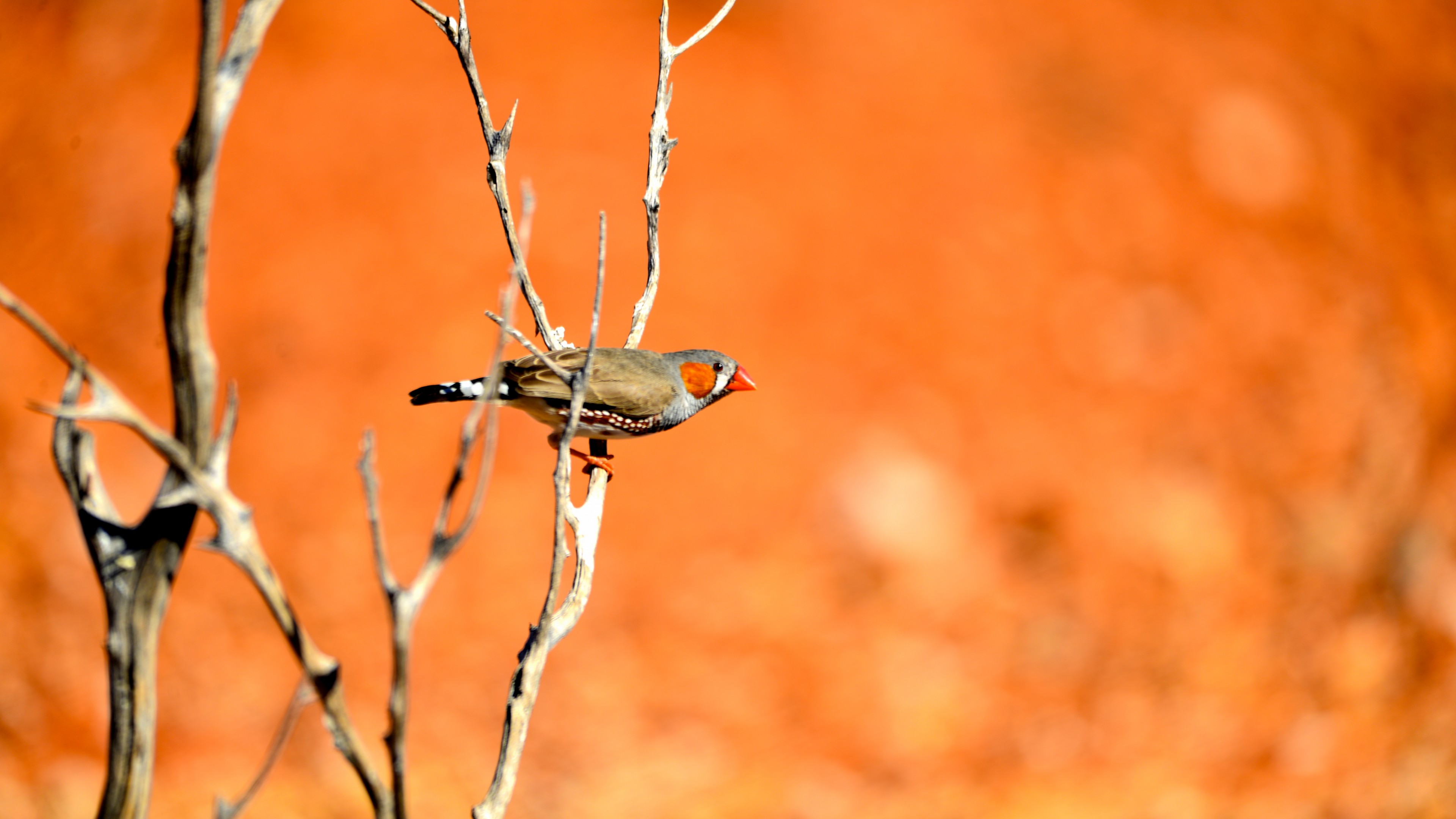 zebra finch, bird, 4K, HD Wallpaper