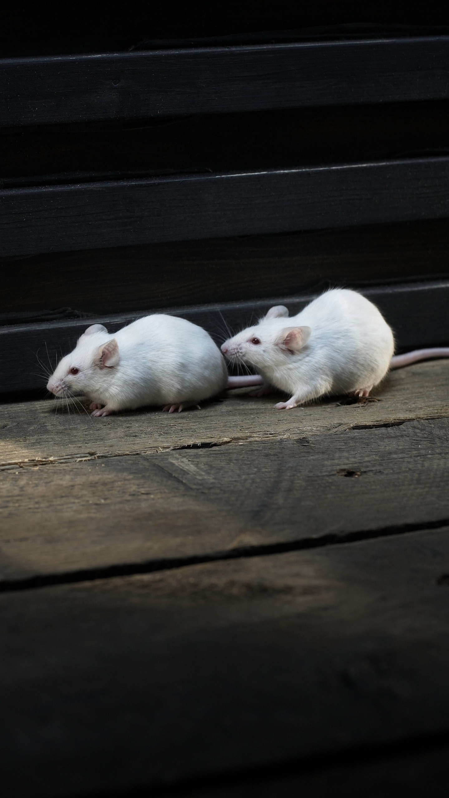 Animal Mouse, 1440x2560, Phone HD Wallpaper