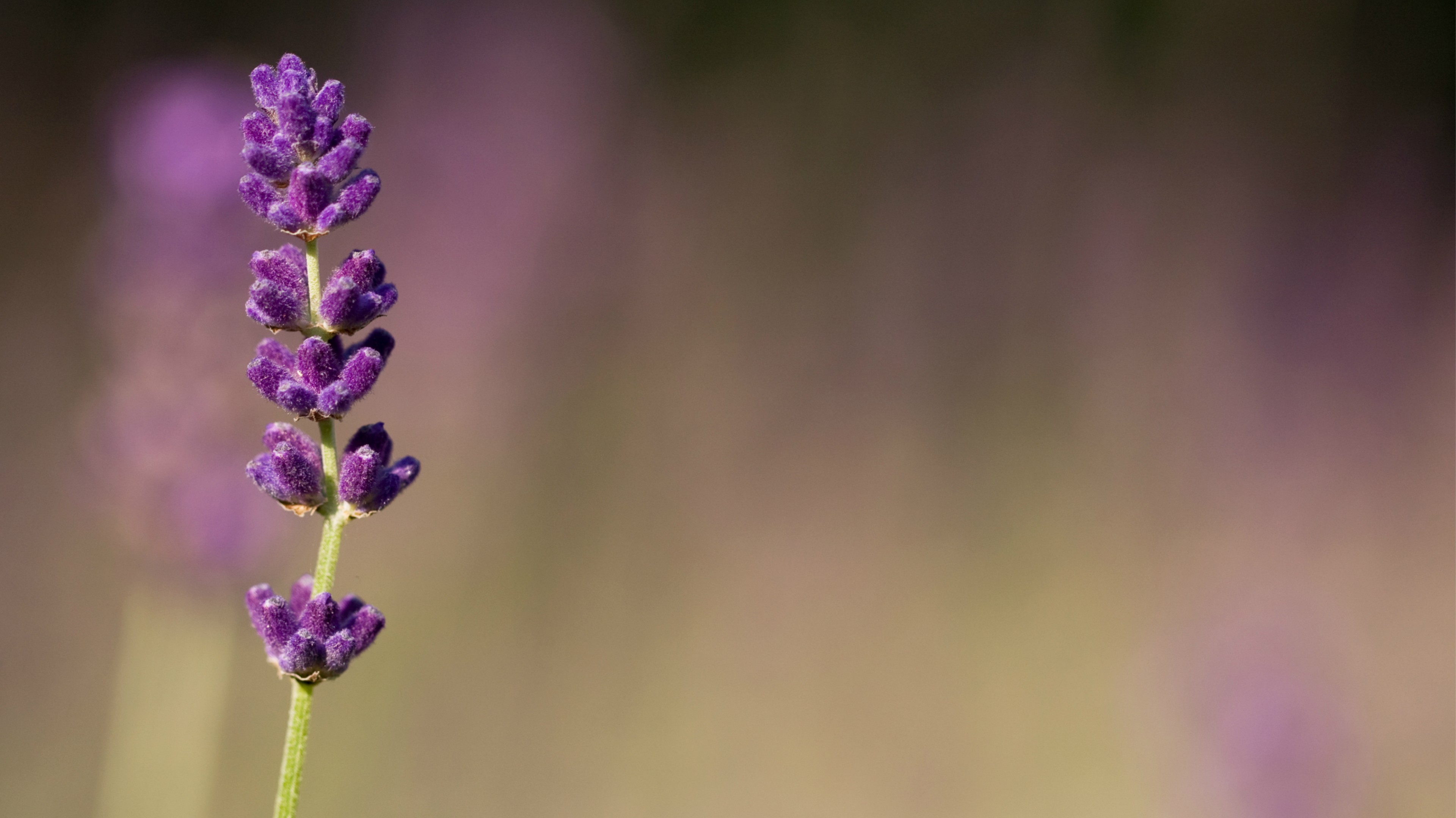 macro, flower, 4k, HD Wallpaper