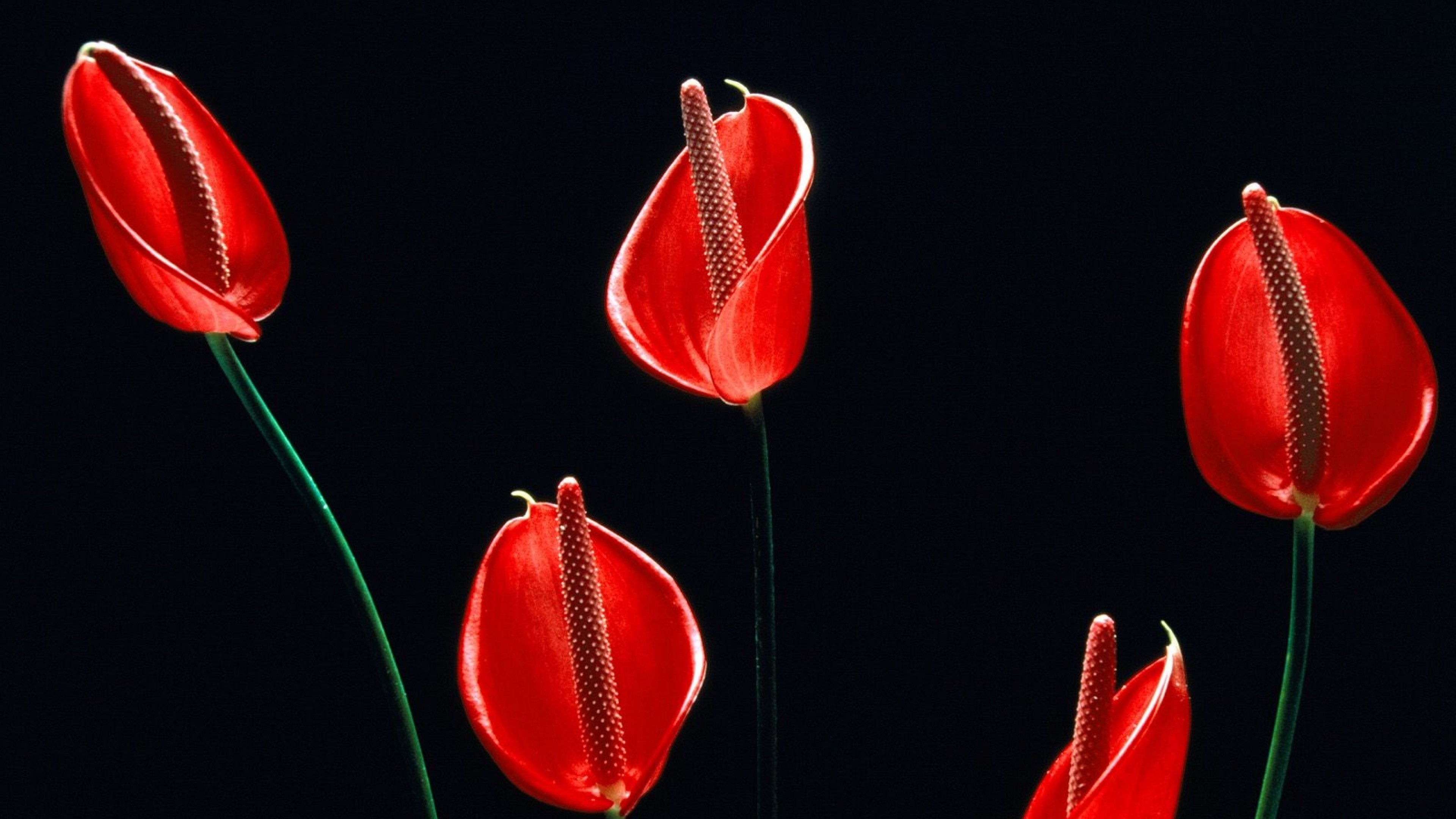 calla, flowers, 4k, HD Wallpaper