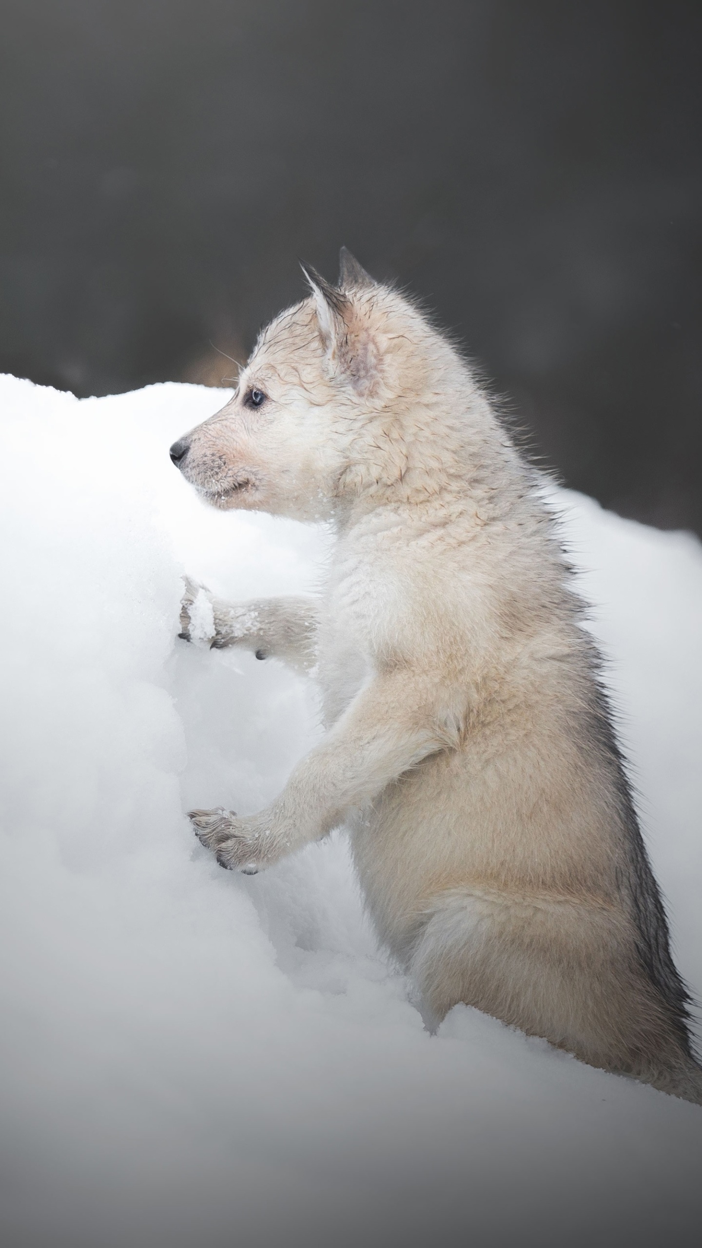 Animal Wolf, Snow, Baby Animal, Cub, 1440x2560, Phone HD Wallpaper