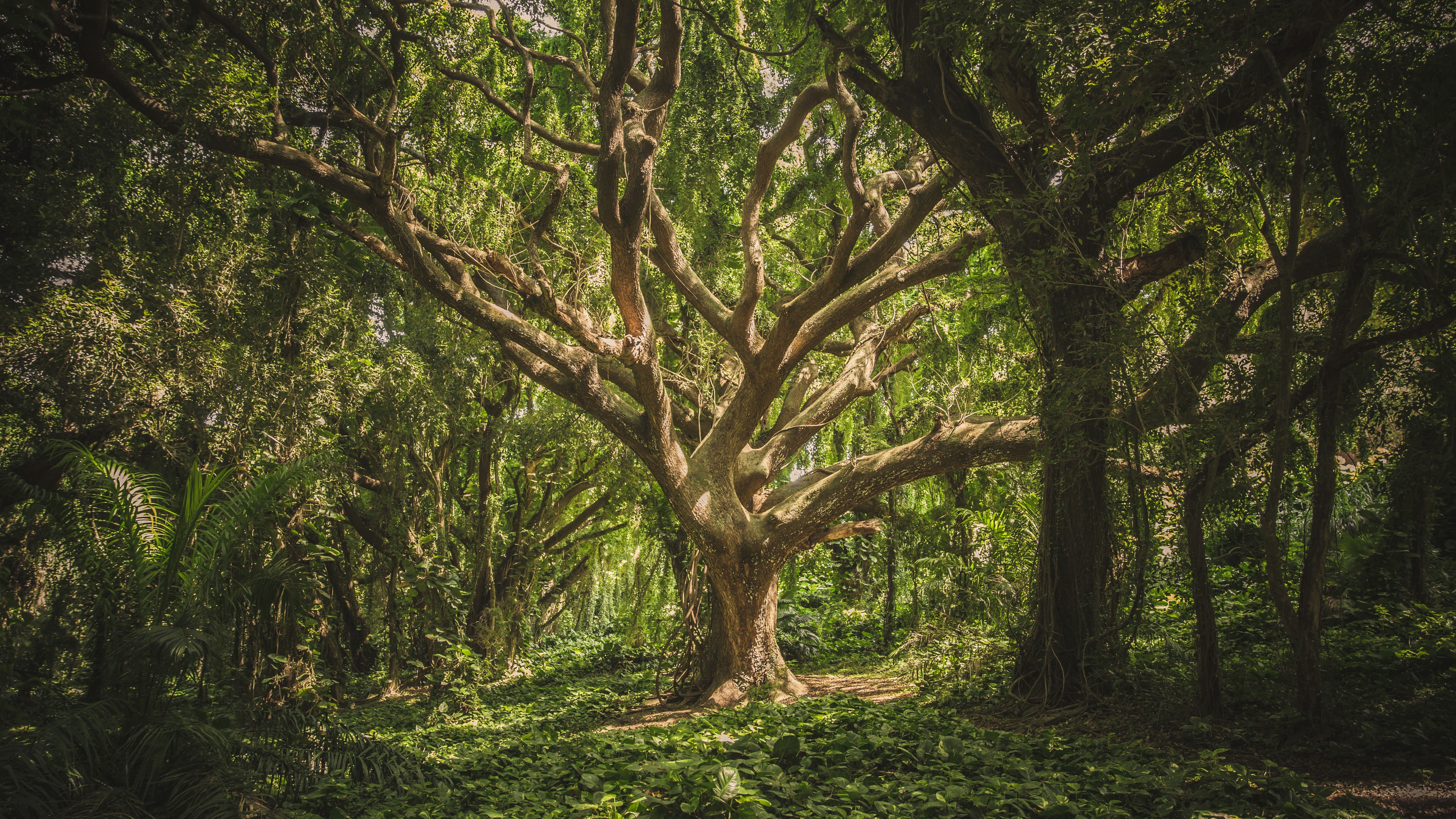 forest, tree, 4K, HD Wallpaper