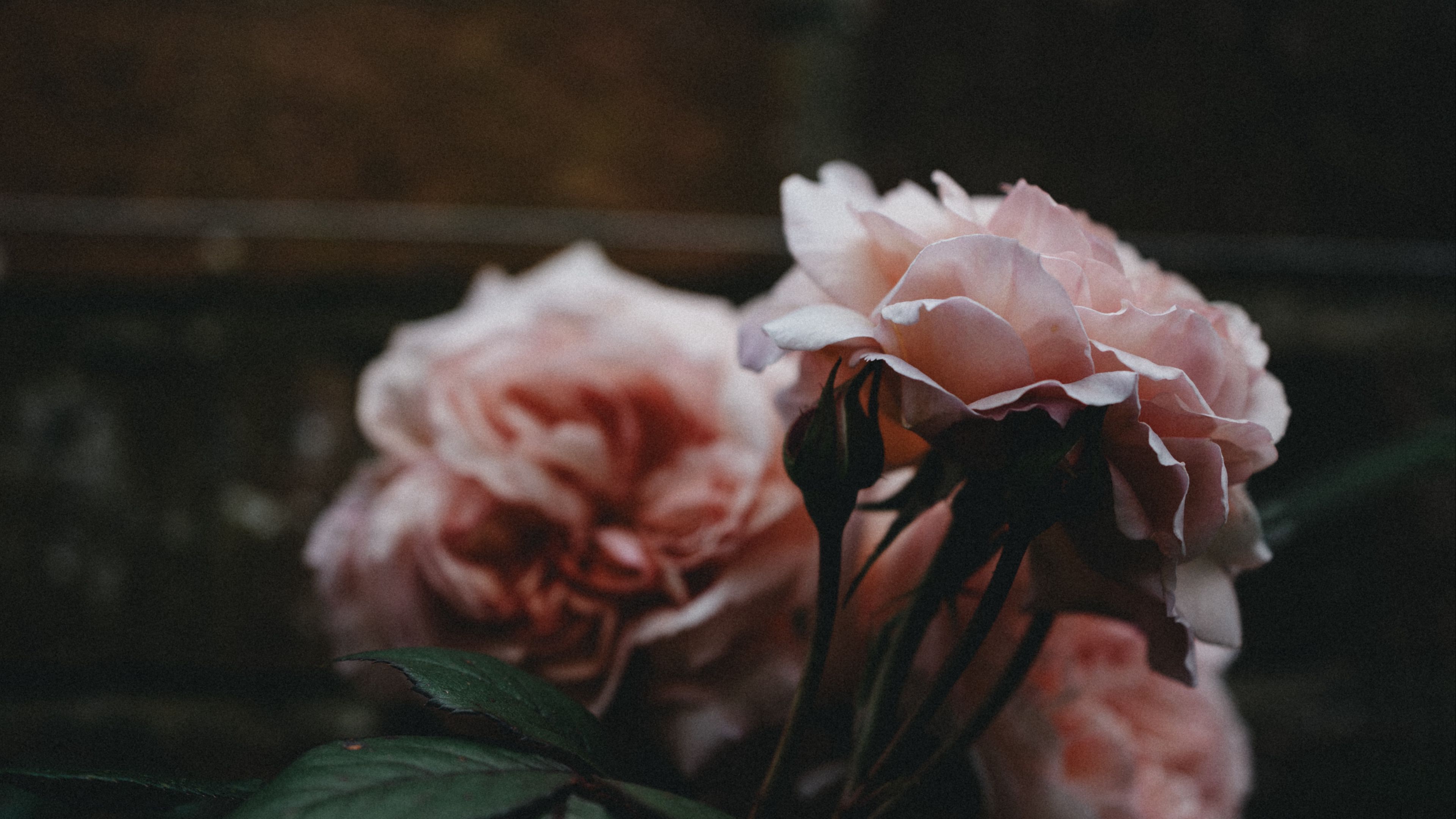 rose, flowers, bushes, petals, 4k, HD Wallpaper