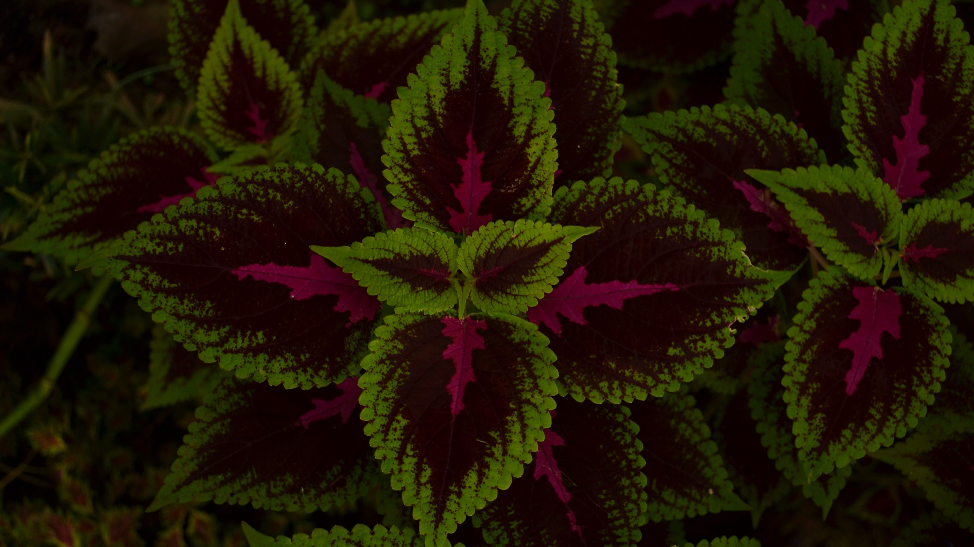 leaves, plant, green, dark, pattern, 4k, HD Wallpaper