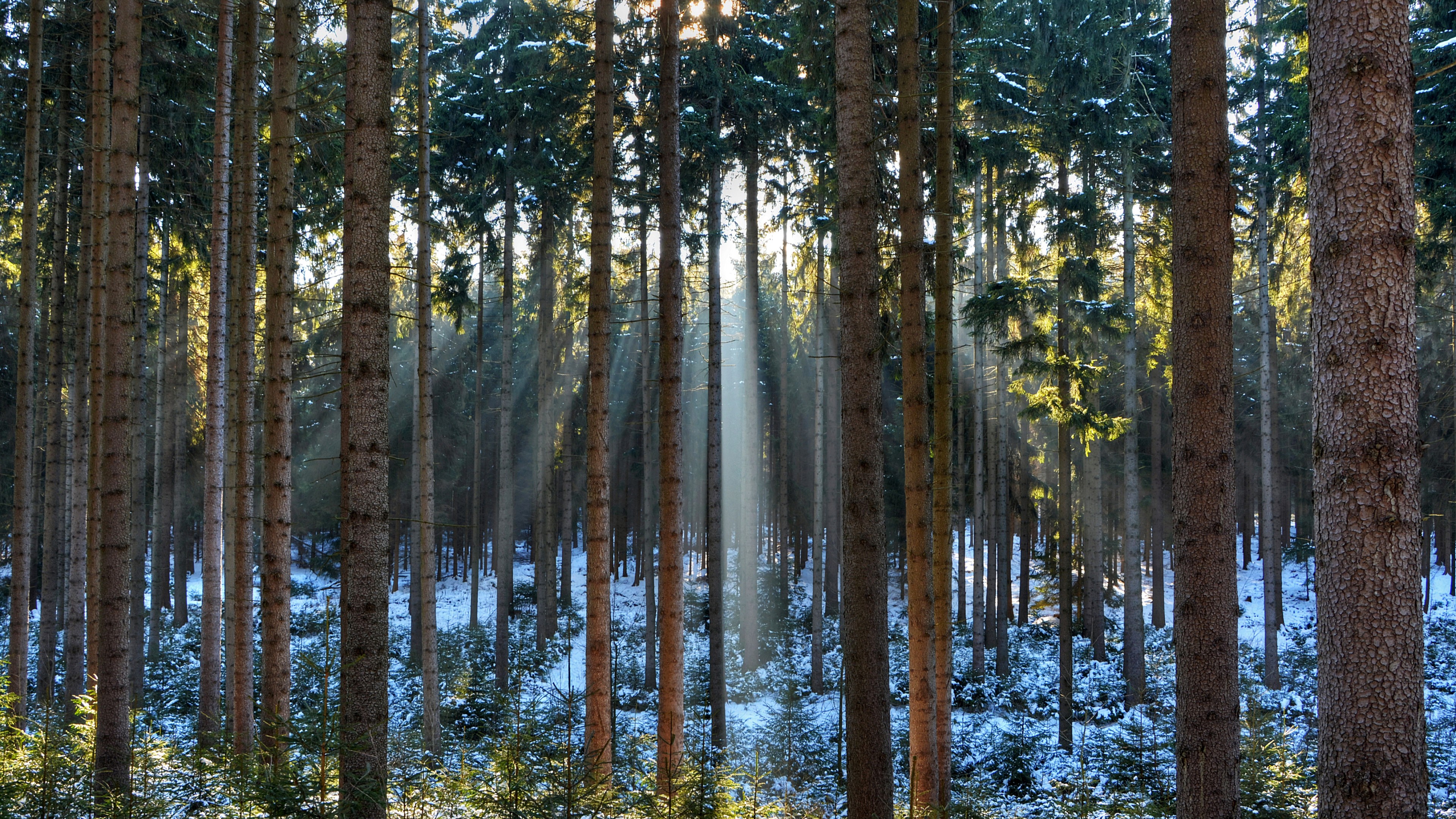 Pines, 4K, wood, sunlight, sunrise, HD Wallpaper