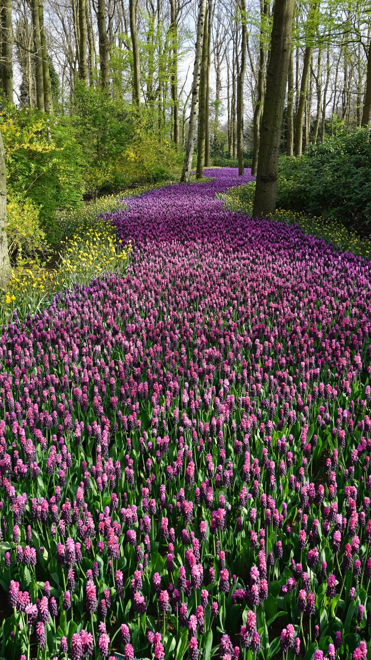 Earth Flower, Nature, Purple Flower, 1440x2560, Phone HD Wallpaper