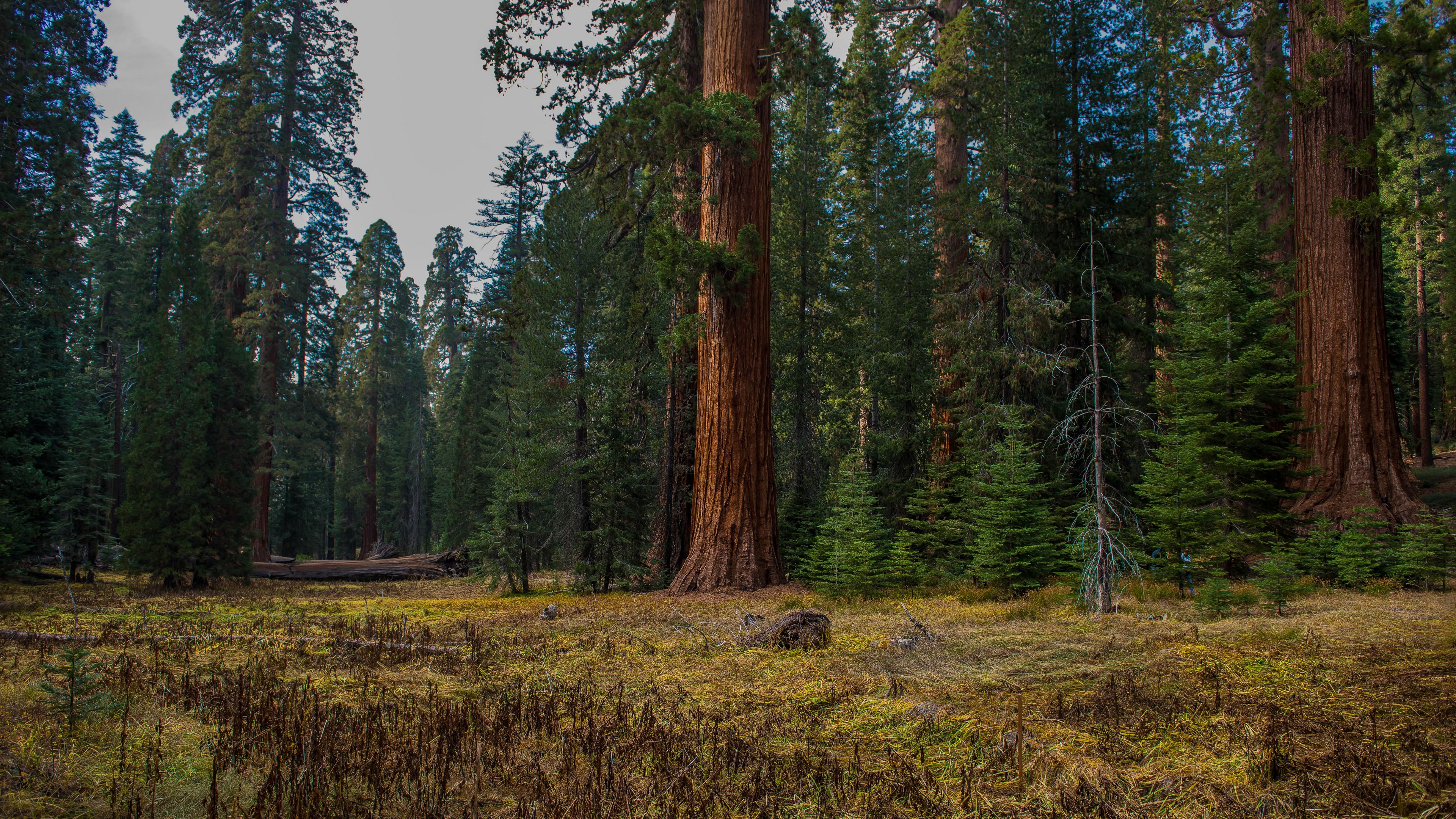 forest, trees, grass, log, 4k, HD Wallpaper