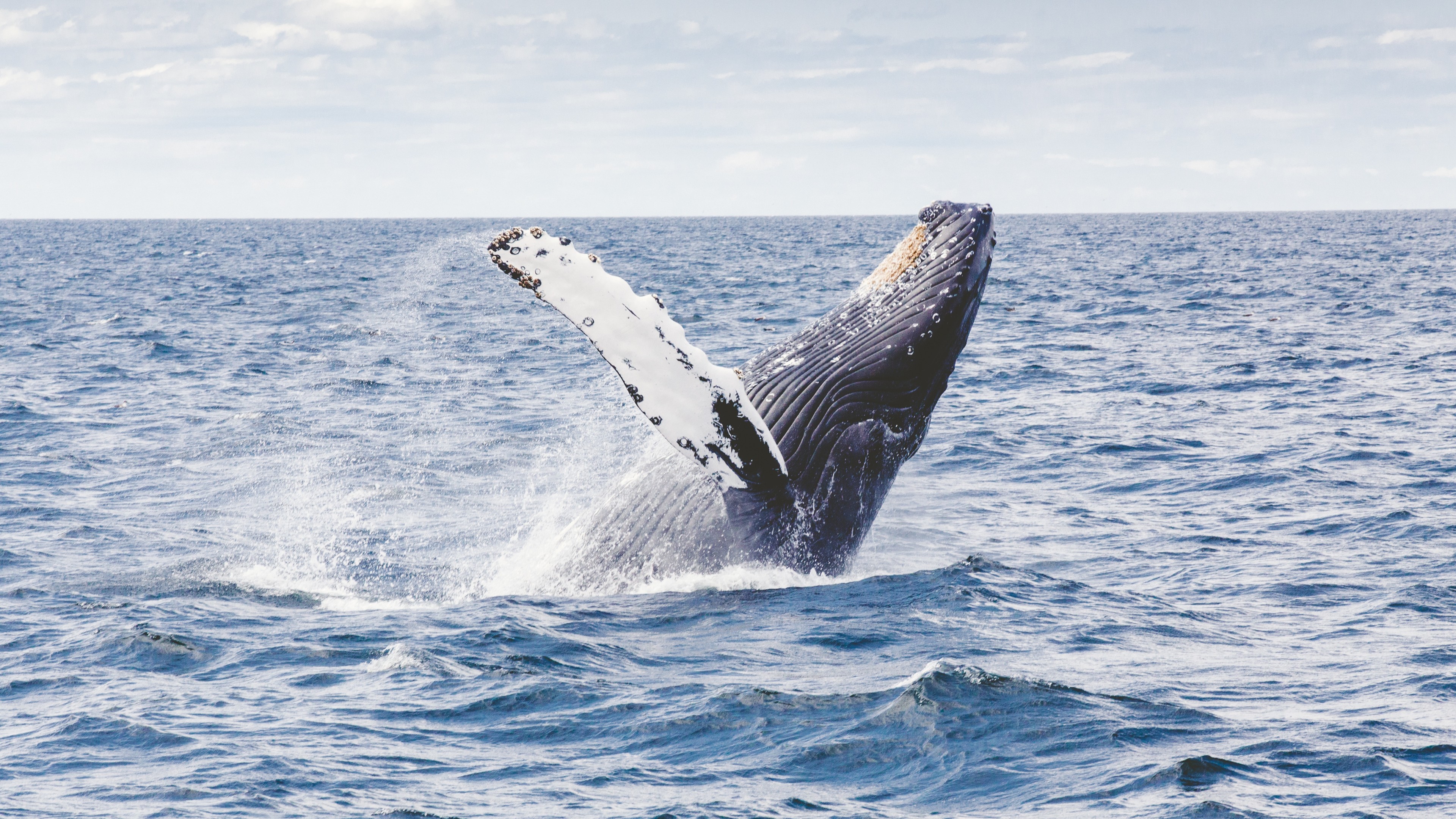 whale, 4k, ocean, HD Wallpaper