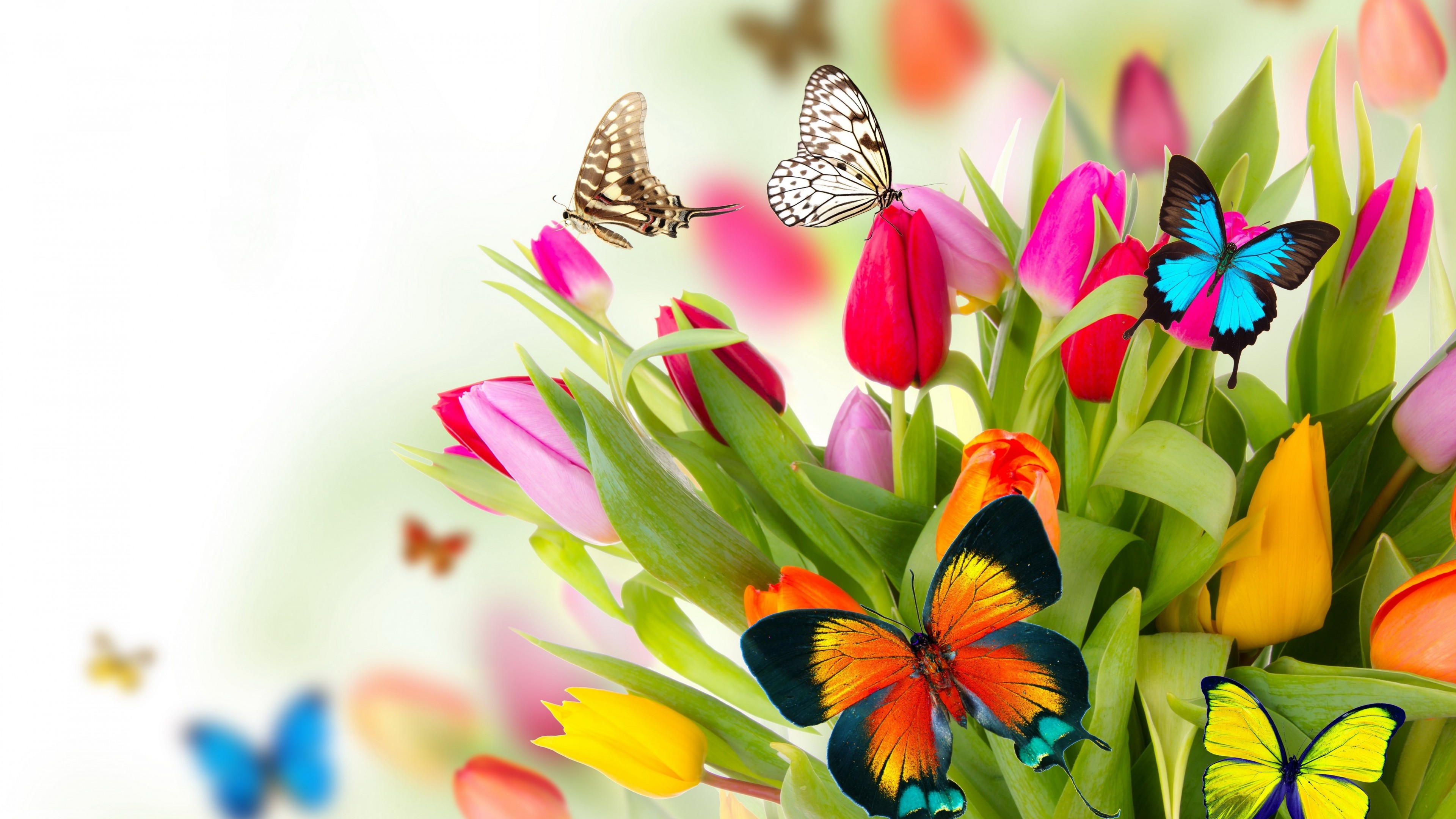 butterfly, flowers, tulips, 4k, HD Wallpaper
