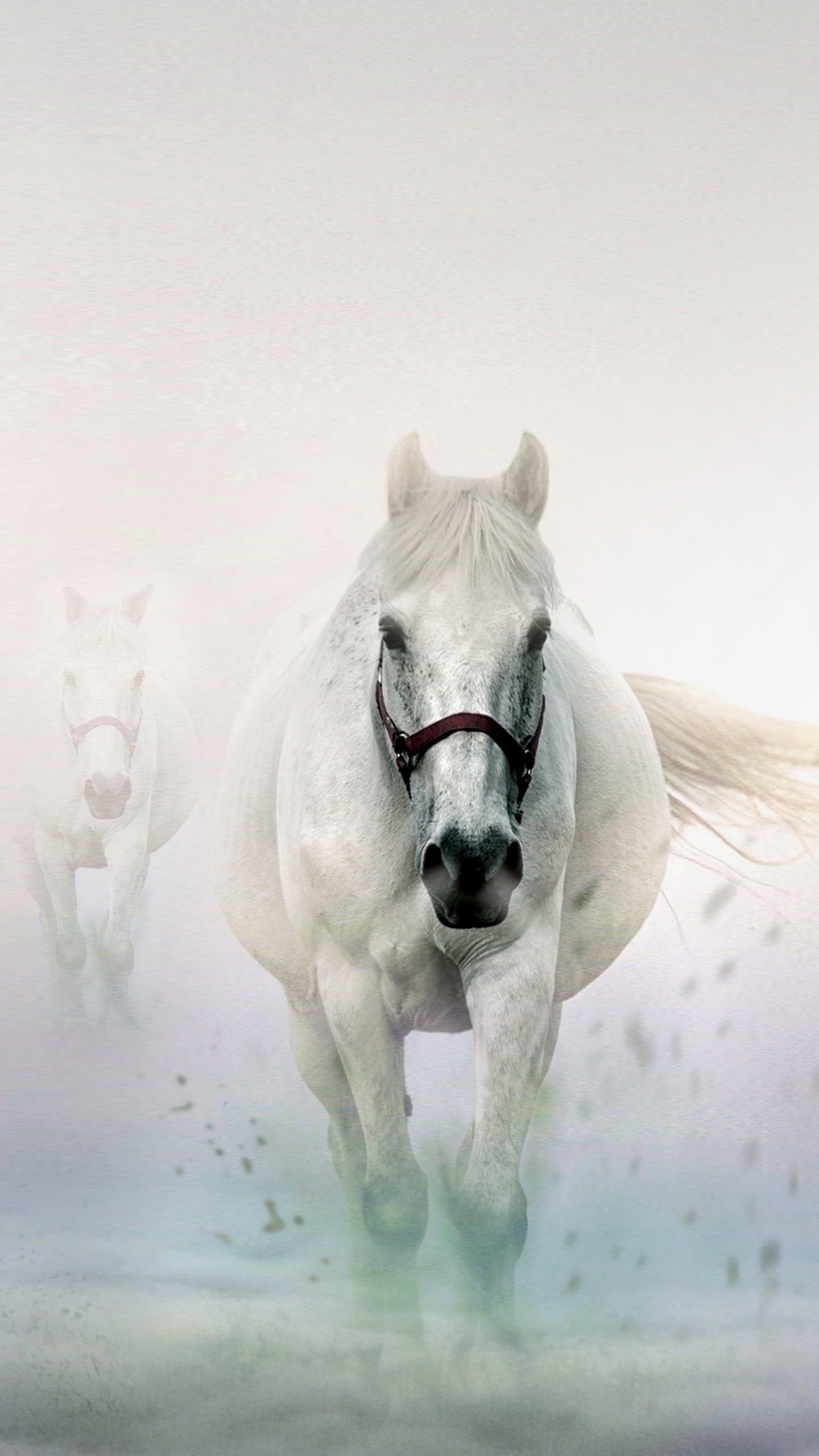 Animal Horse, Snow, Winter, White, 1440x2560, Phone HD Wallpaper