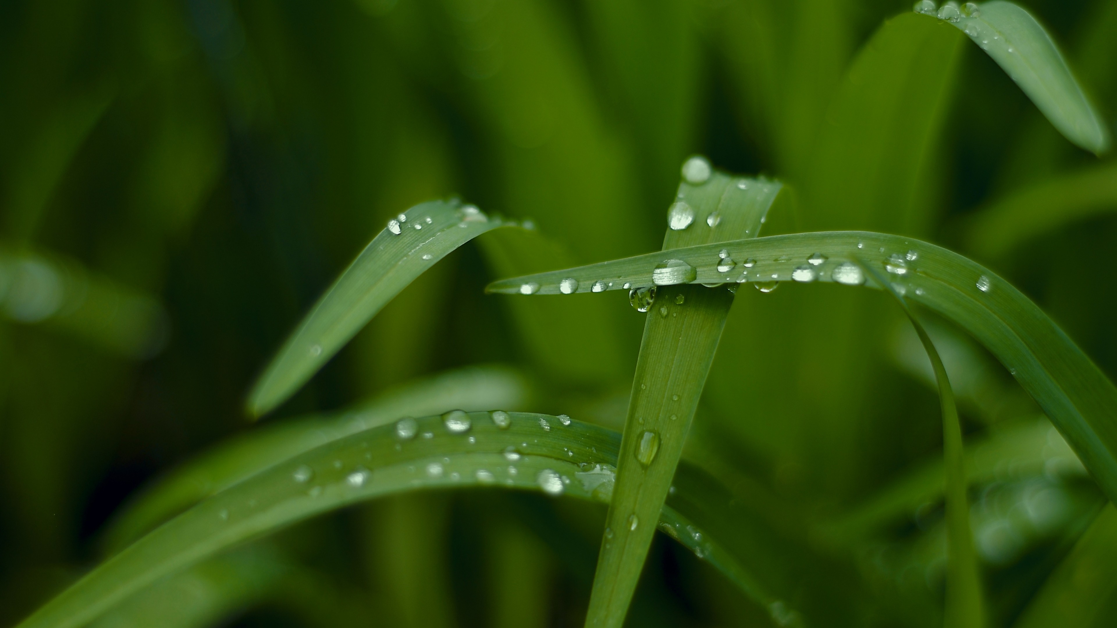 Grass, HD, macro, drops, green, HD Wallpaper