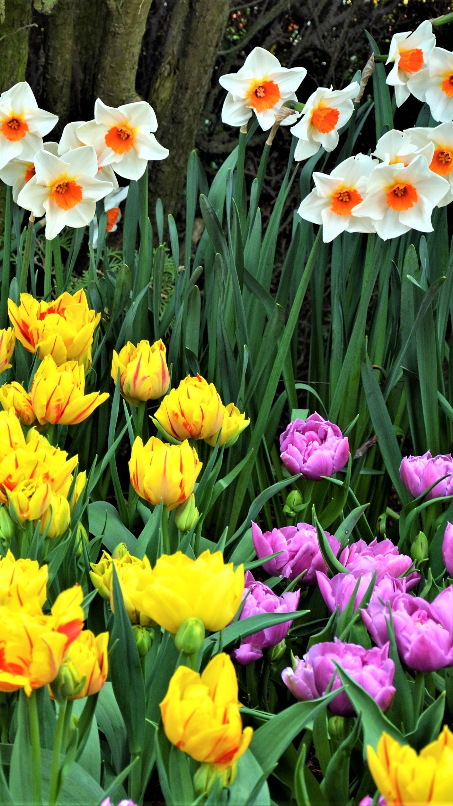 Earth Flower, Earth, Spring, Tulip, White Flower, Daffodil, 1440x2560, Phone HD Wallpaper