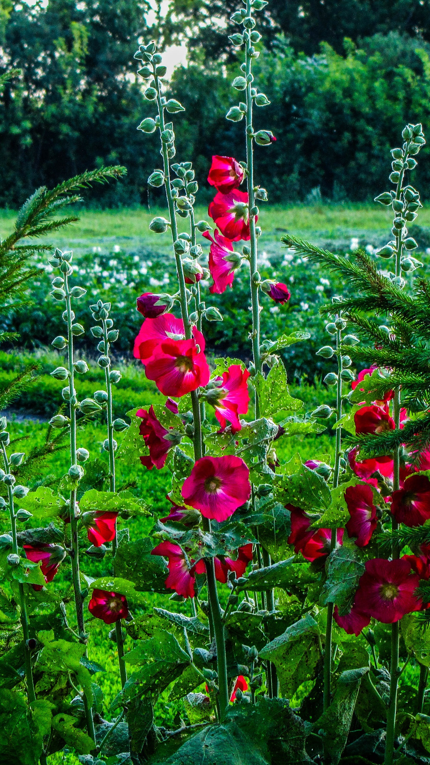 Earth Flower, 1440x2560, Phone HD Wallpaper