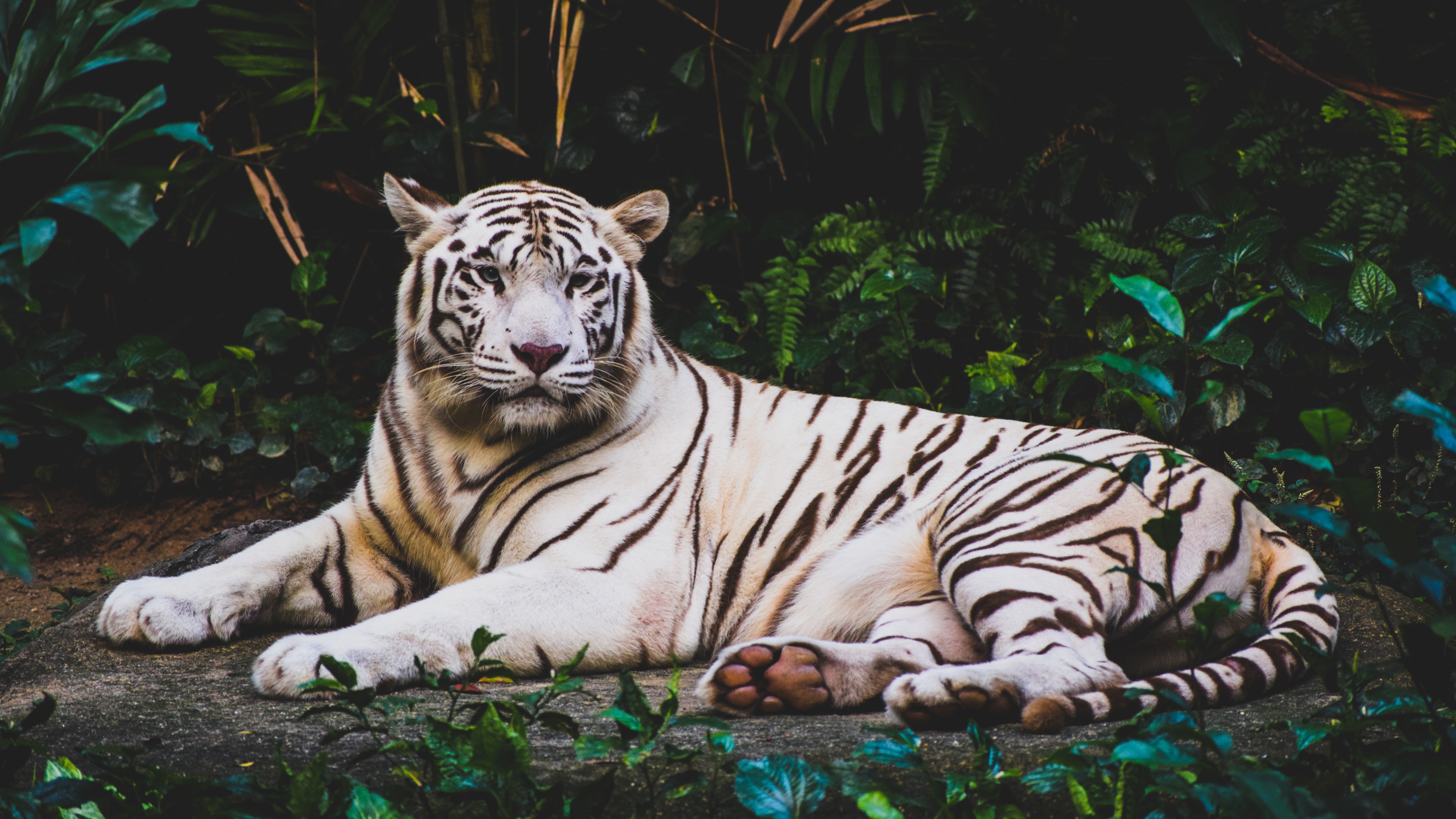 white tiger, 4k, HD Wallpaper