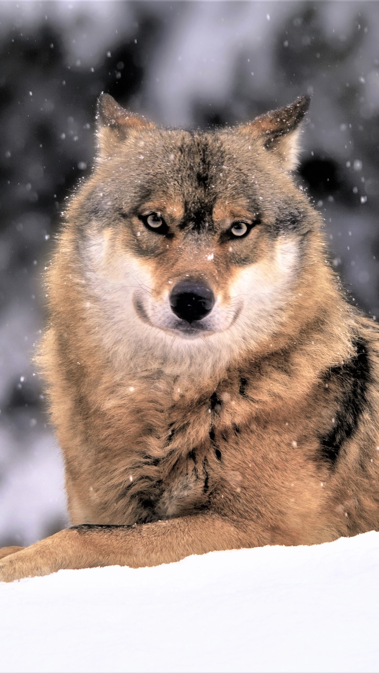 Animal Wolf, Winter, Muzzle, Snowfall, Snow, 1440x2560, Phone HD Wallpaper