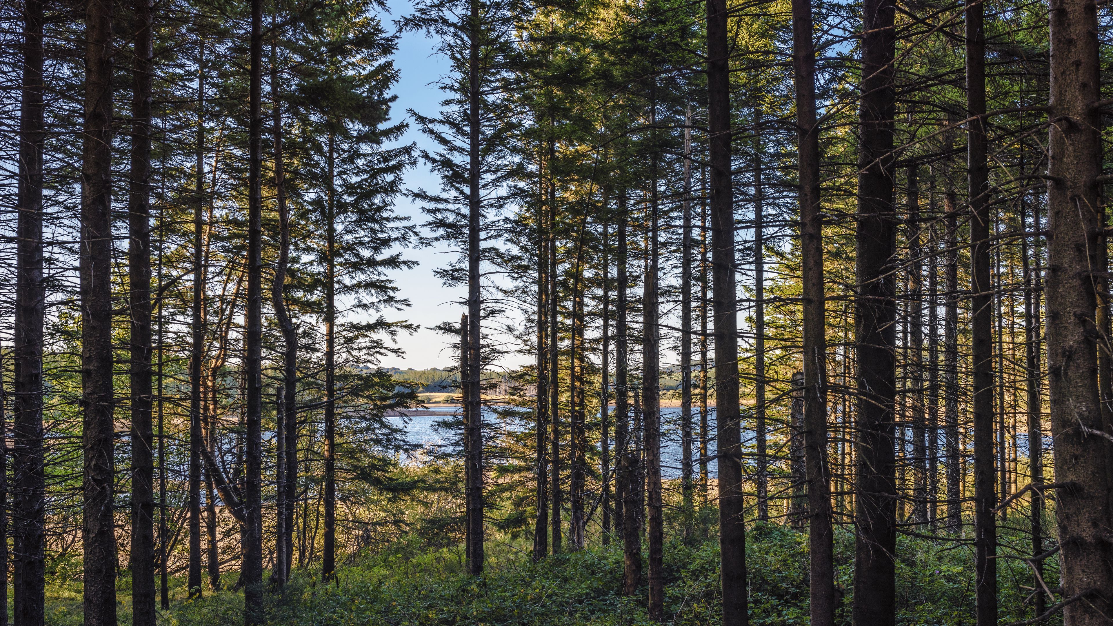 forest, trees, pine, river, 4k, HD Wallpaper