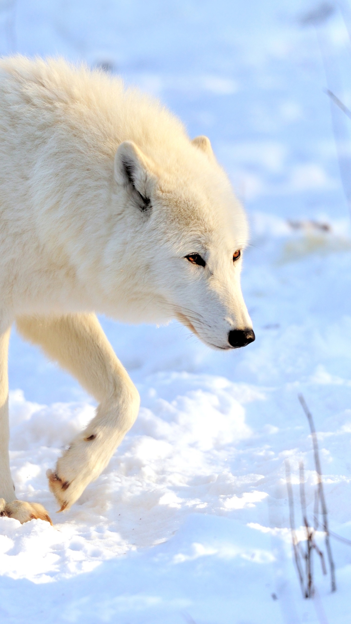 Animal Wolf, Snow, Winter, 1440x2560, Phone HD Wallpaper