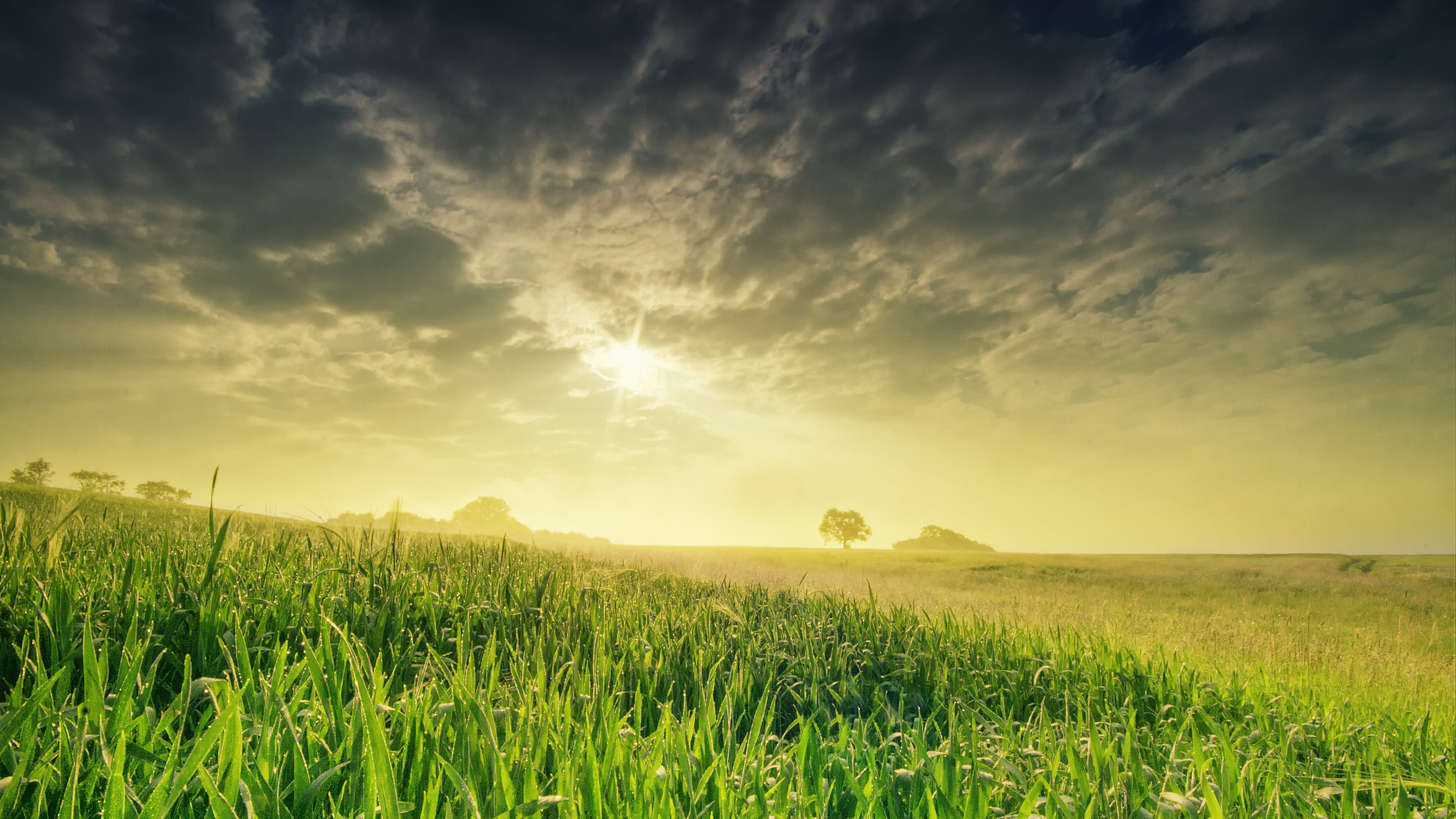field, nature, sky, grass, 4k, HD Wallpaper