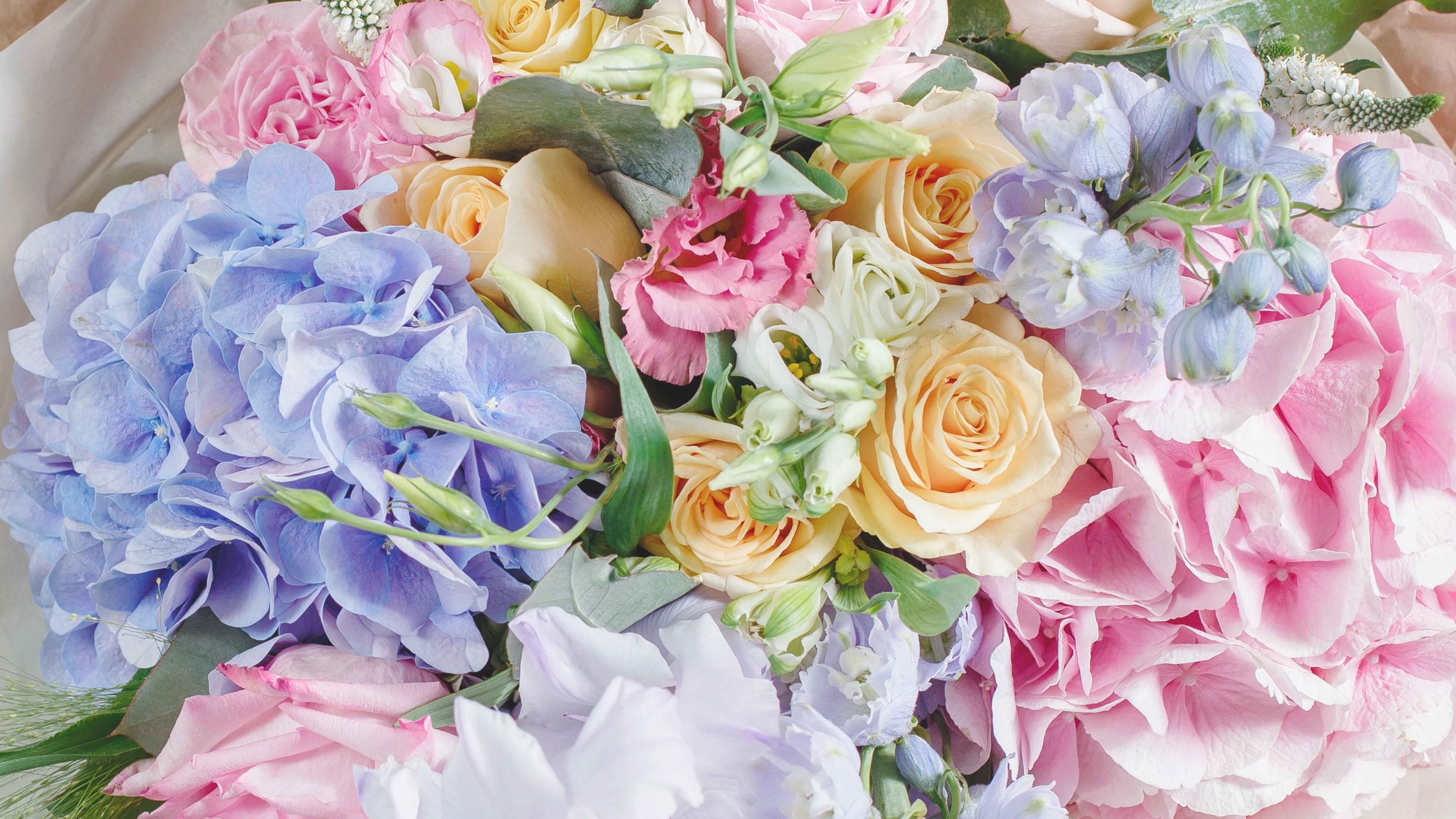 flowers, rose, 4K, HD Wallpaper