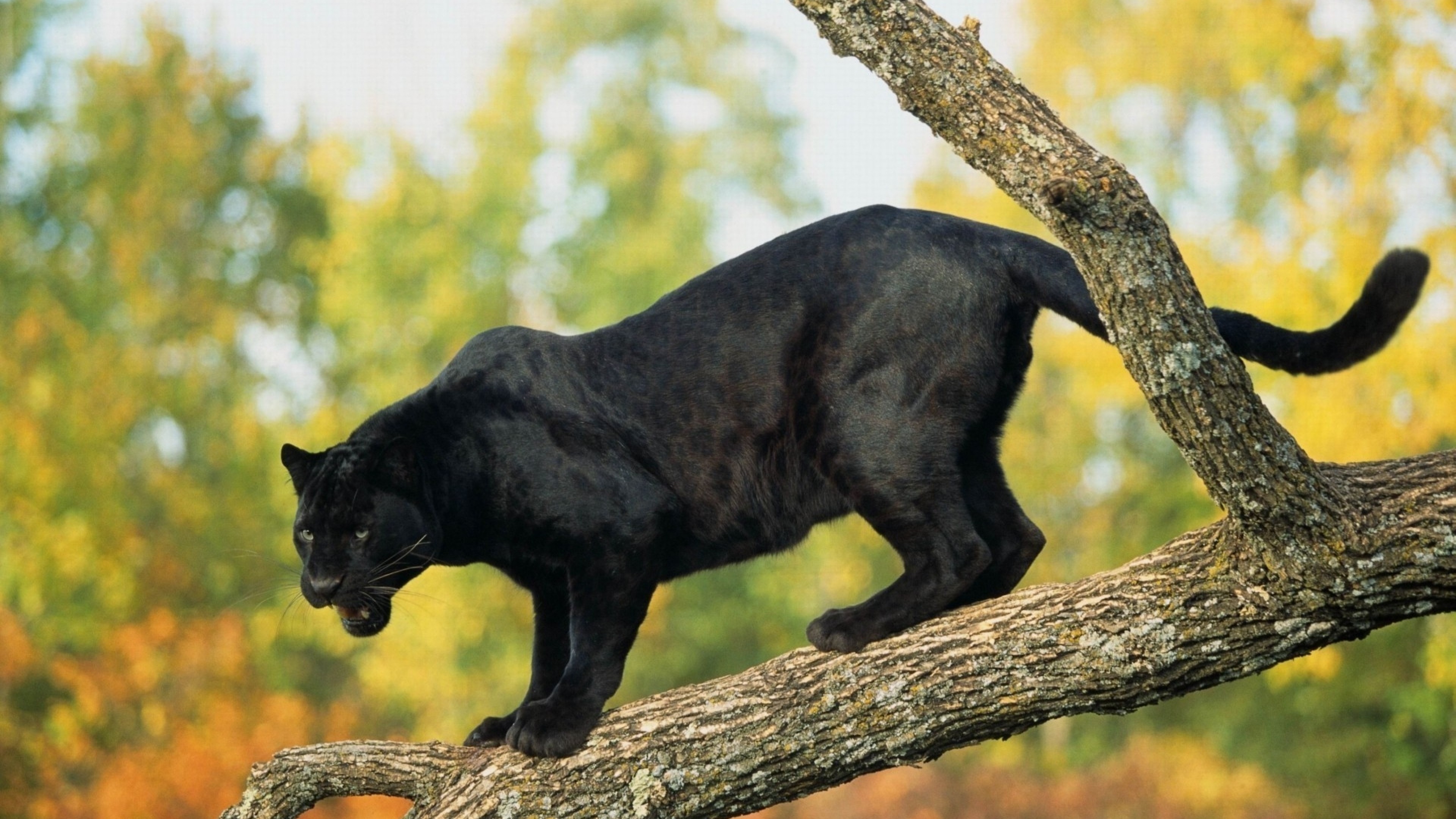 panther, black, 4k, HD Wallpaper