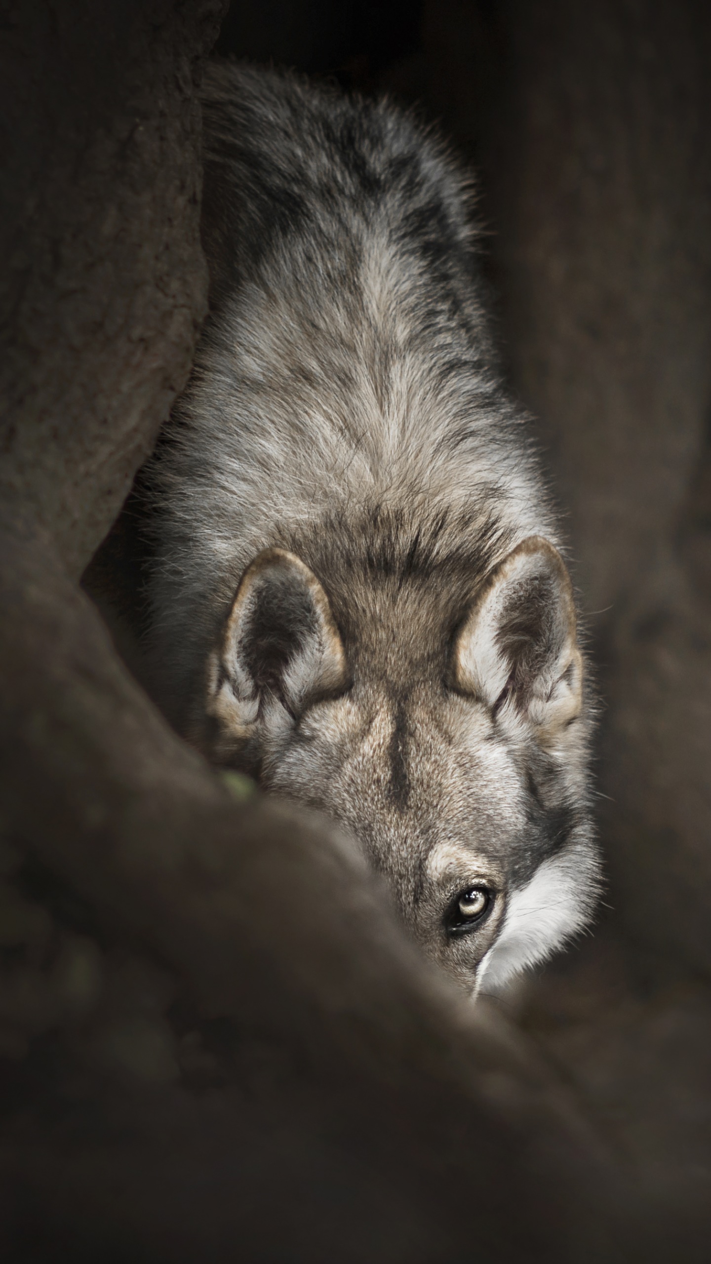 Animal Wolf, Stare, 1440x2560, Phone HD Wallpaper