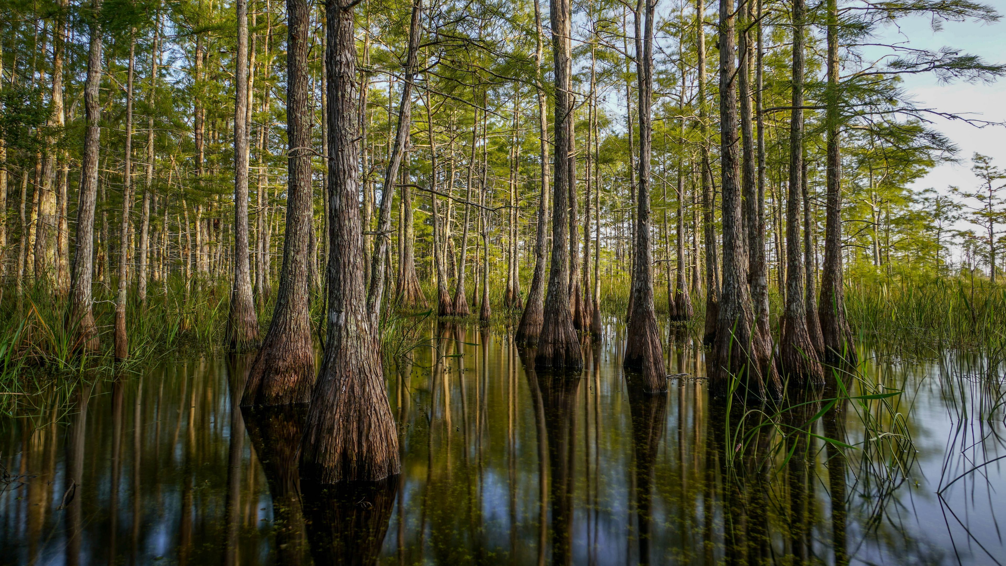 nature, trees, water, reflection, 4k, HD Wallpaper