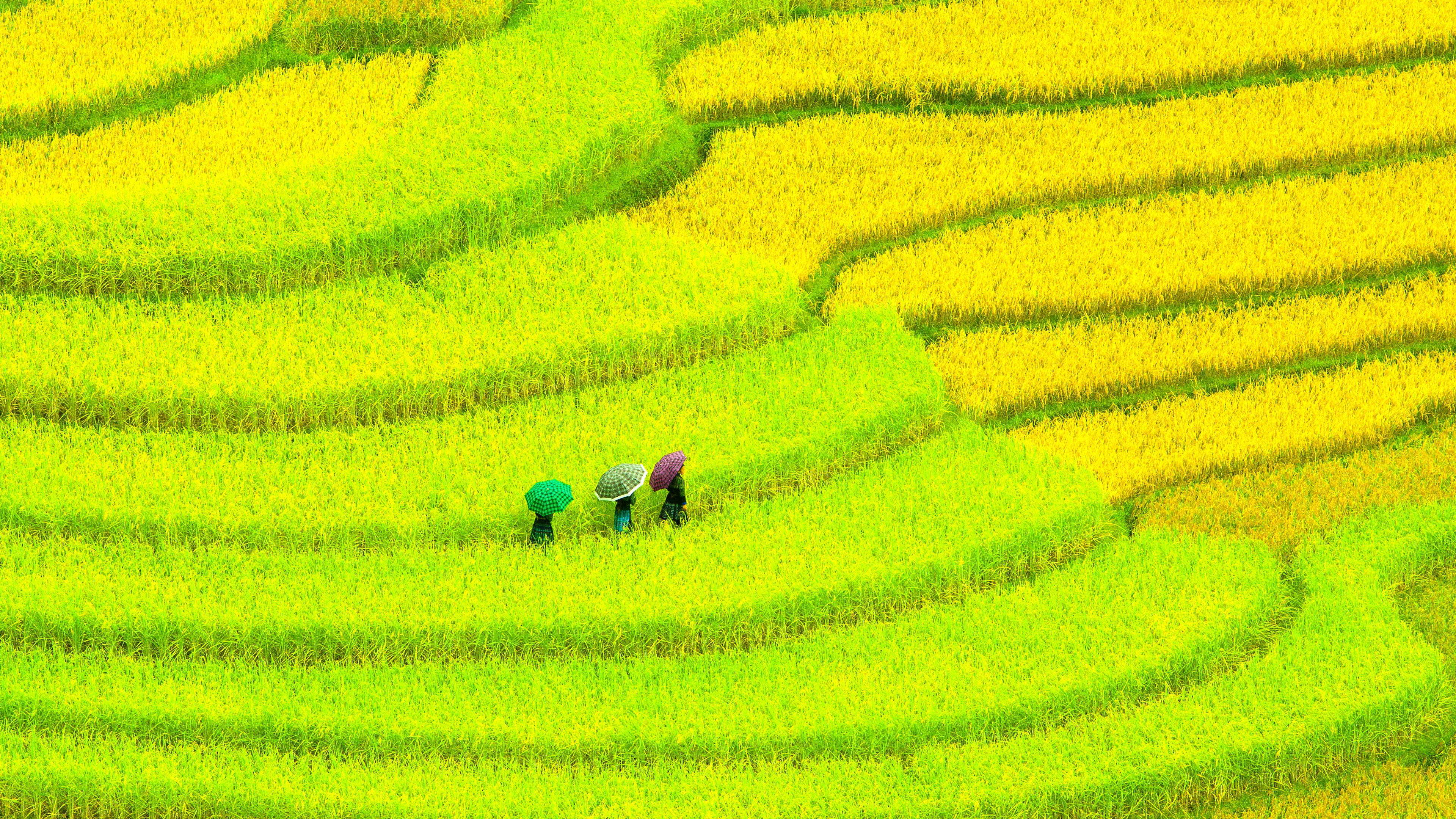 Asia, 4k, Field, meadows, yellow, women, HD Wallpaper