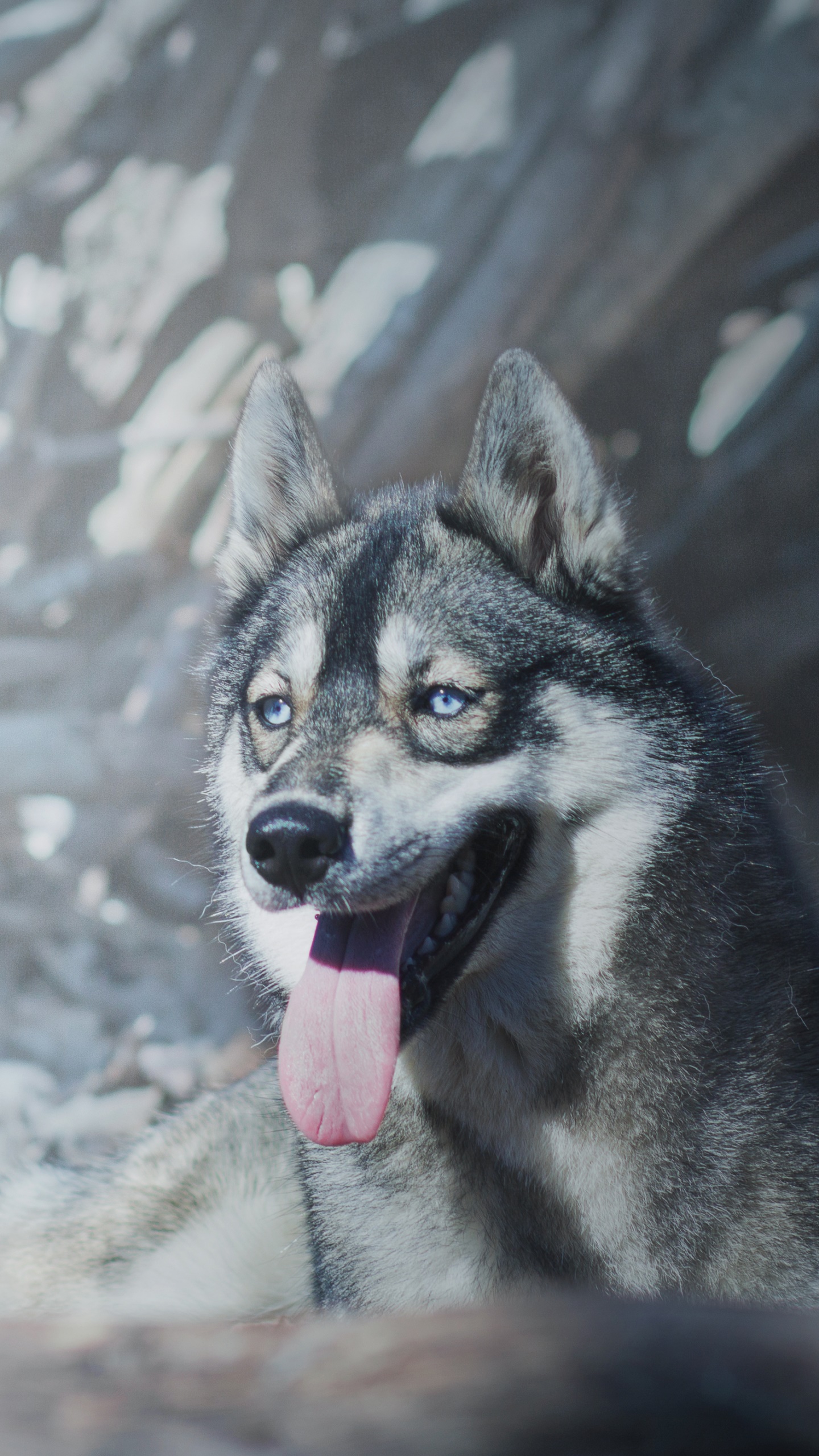 Animal Wolf, Husky, 1440x2560, Phone HD Wallpaper