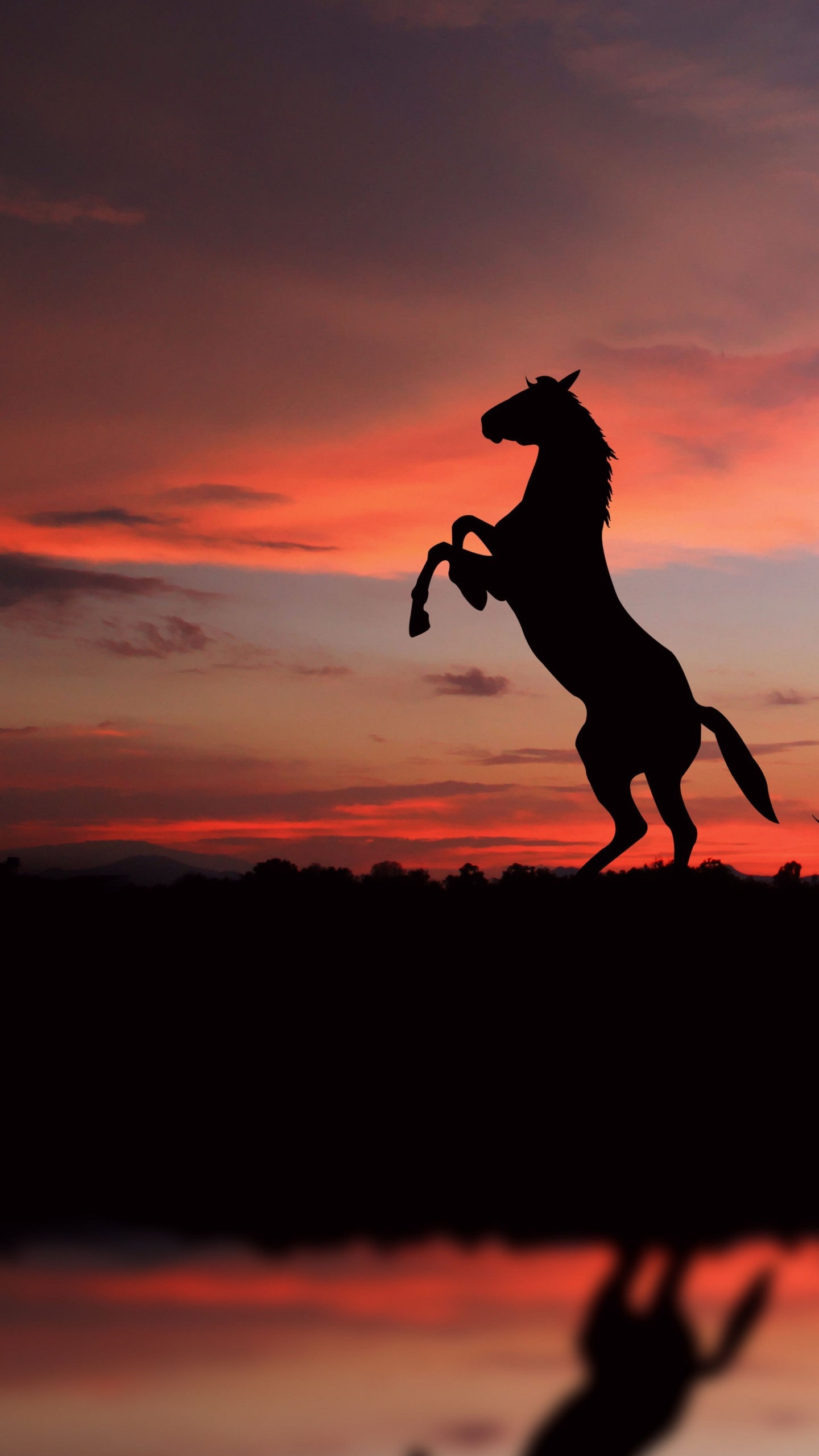 Animal Horse, 1440x2560, Phone HD Wallpaper