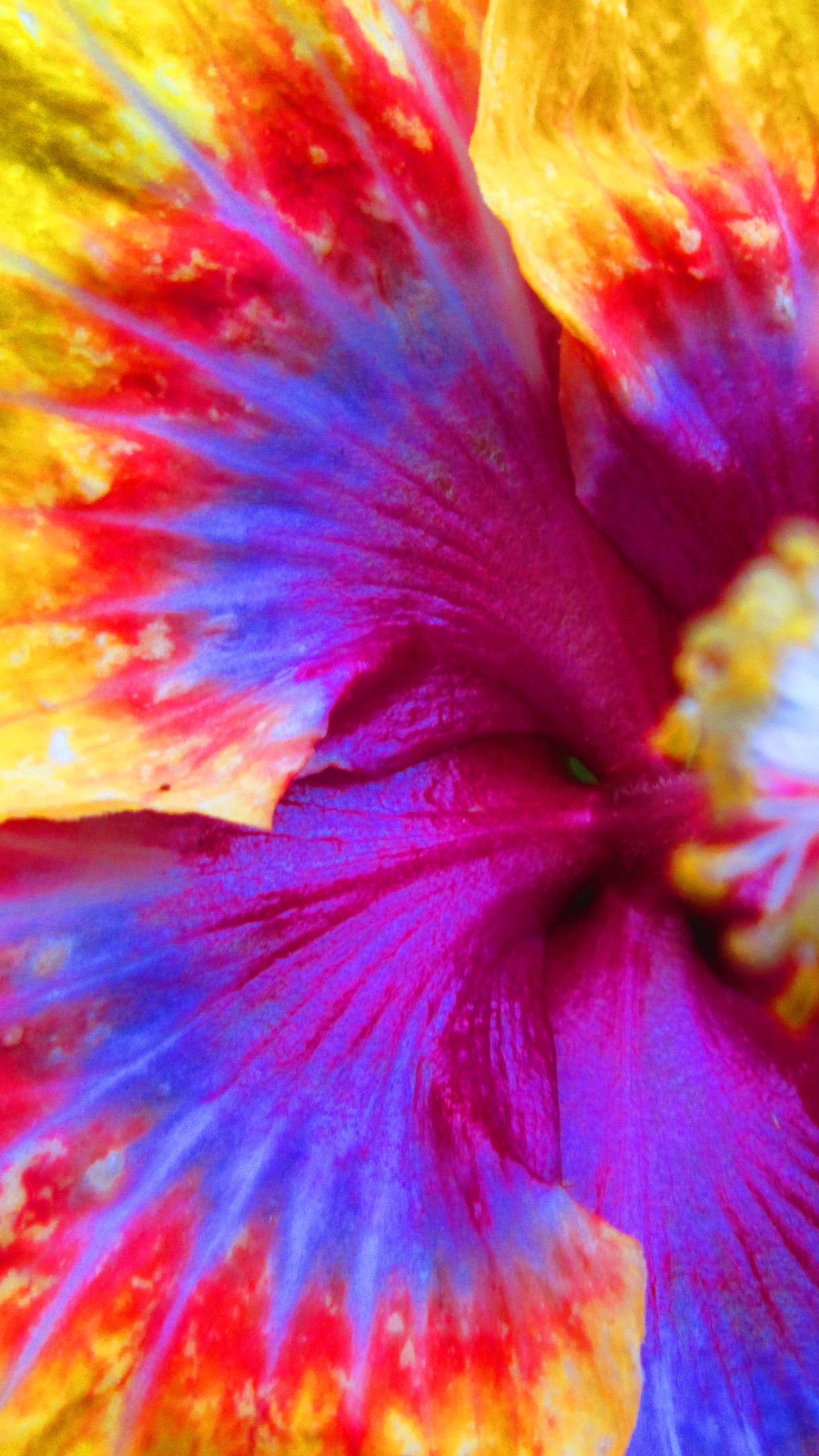 Earth Flower, Colors, 1440x2560, Phone HD Wallpaper