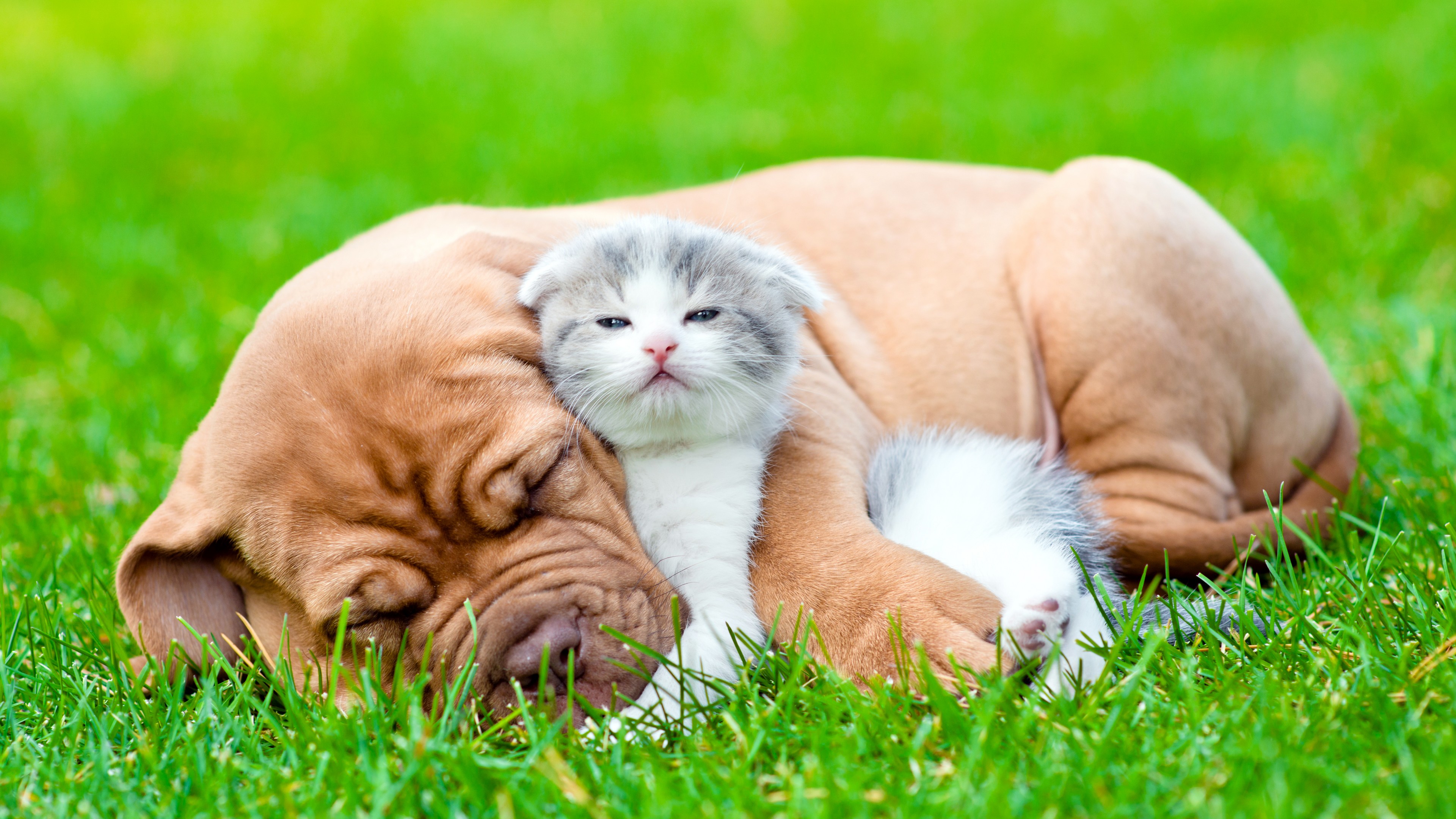 dog, kitten, 4K, HD Wallpaper