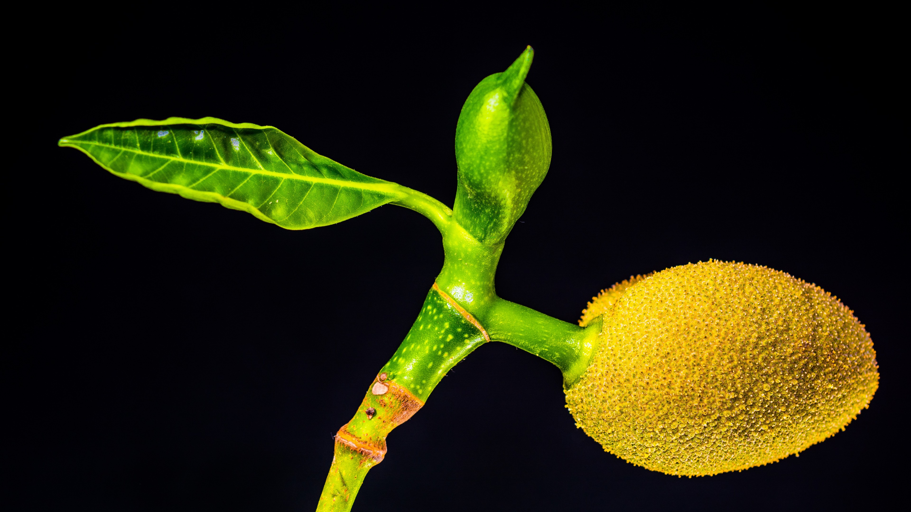 jackfruit, 4K, HD Wallpaper
