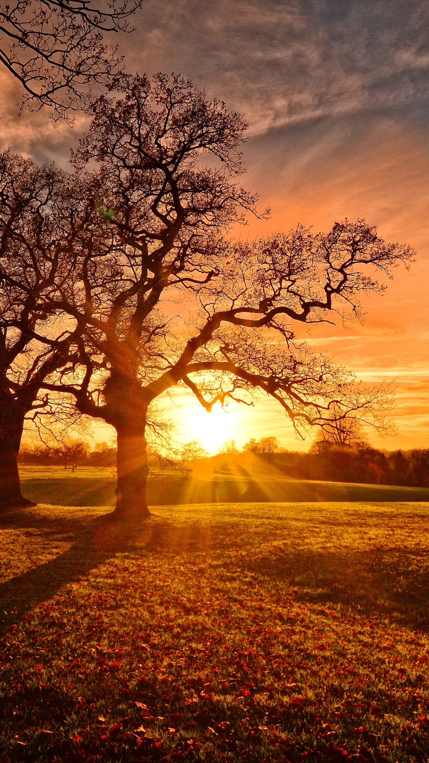 Photography Sunset, Tree, Landscape, Evening, Fall, 1440x2560, Phone HD Wallpaper