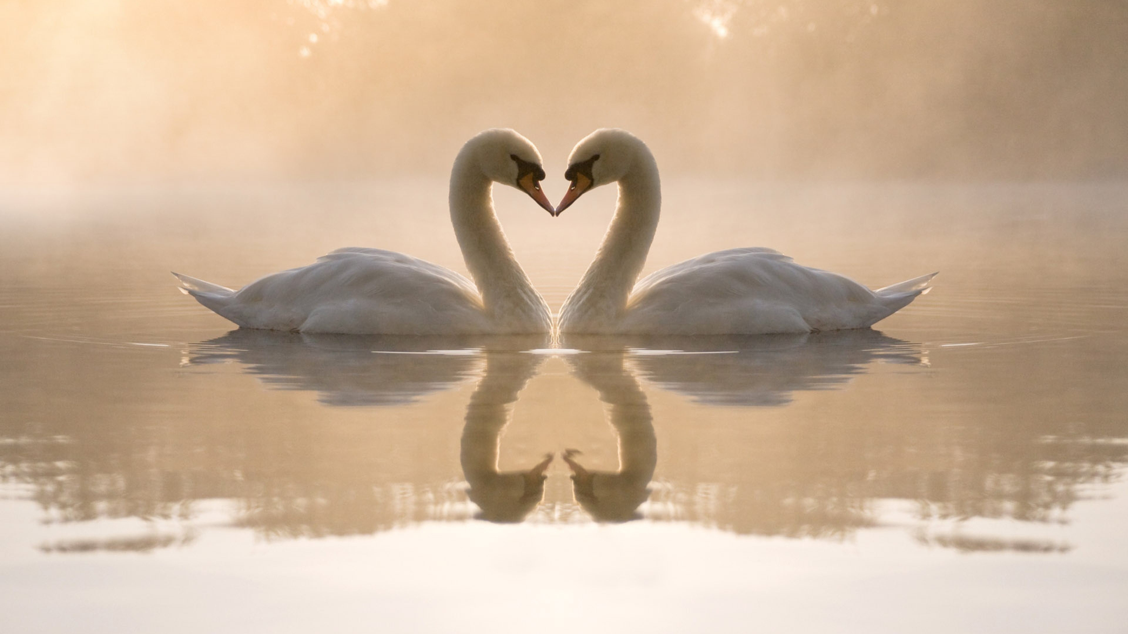 love image, swan, couple, lake, 4k, HD Wallpaper