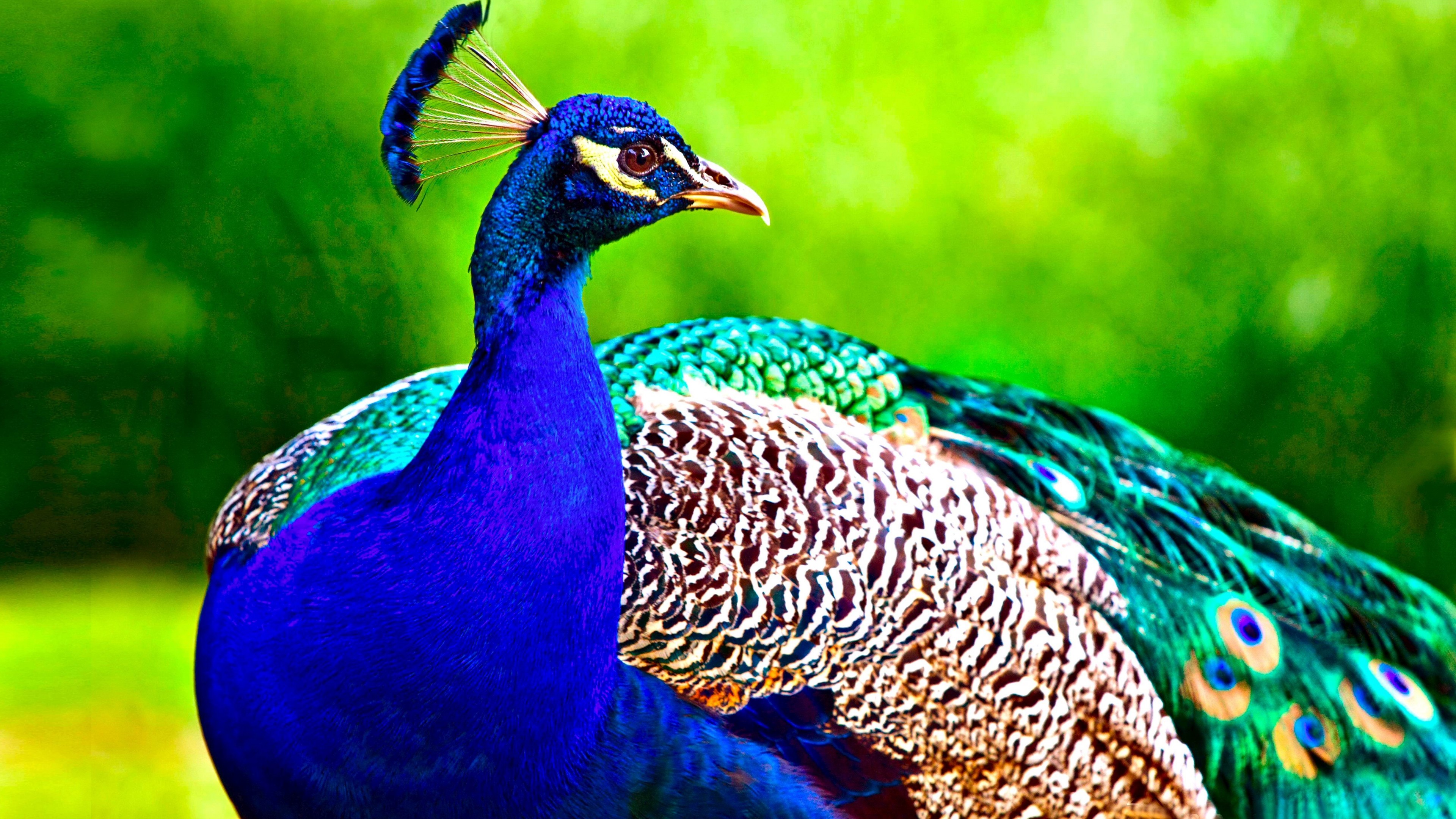 Peacock, feathers, HD Wallpaper
