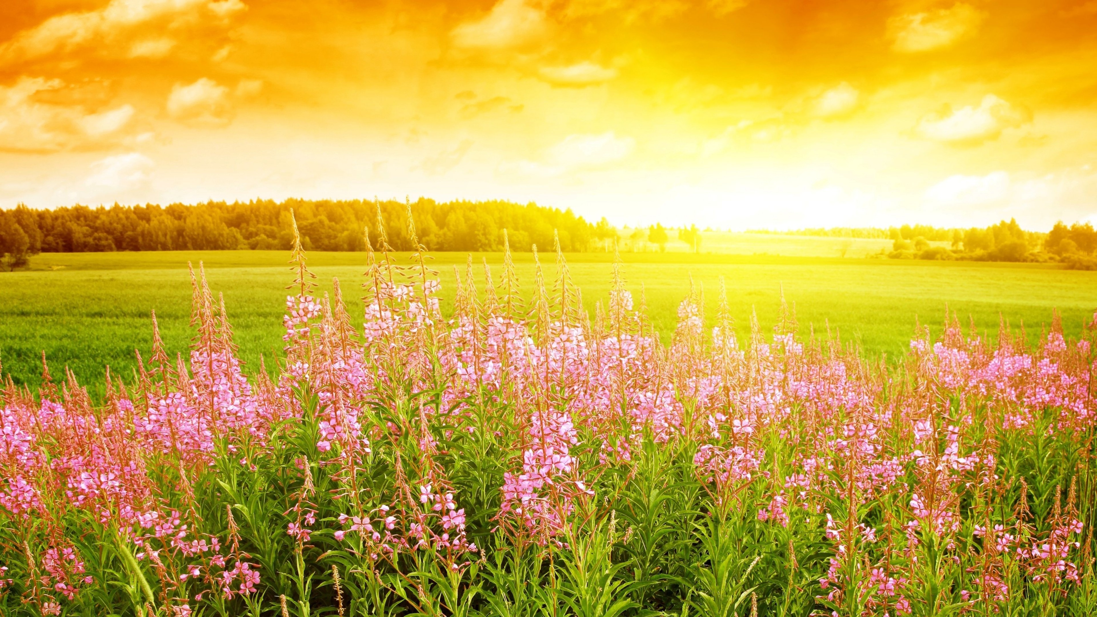 sky, 4k, sunset, field, flowers, HD Wallpaper