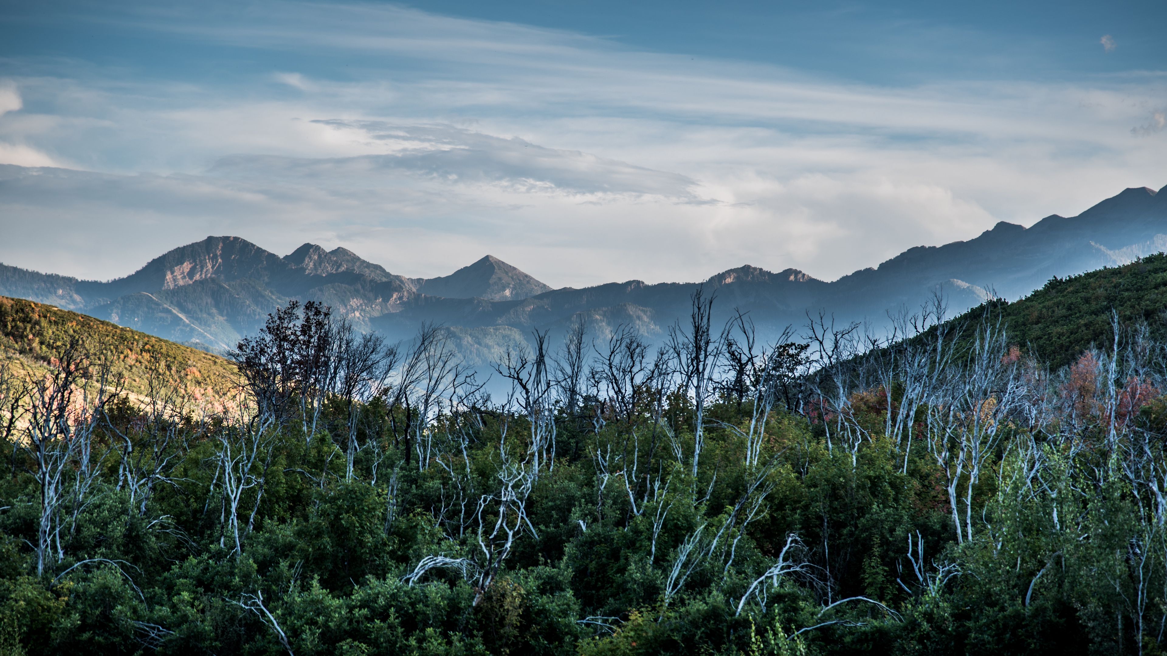 forest, driftwood, mountains, sky, 4k, HD Wallpaper