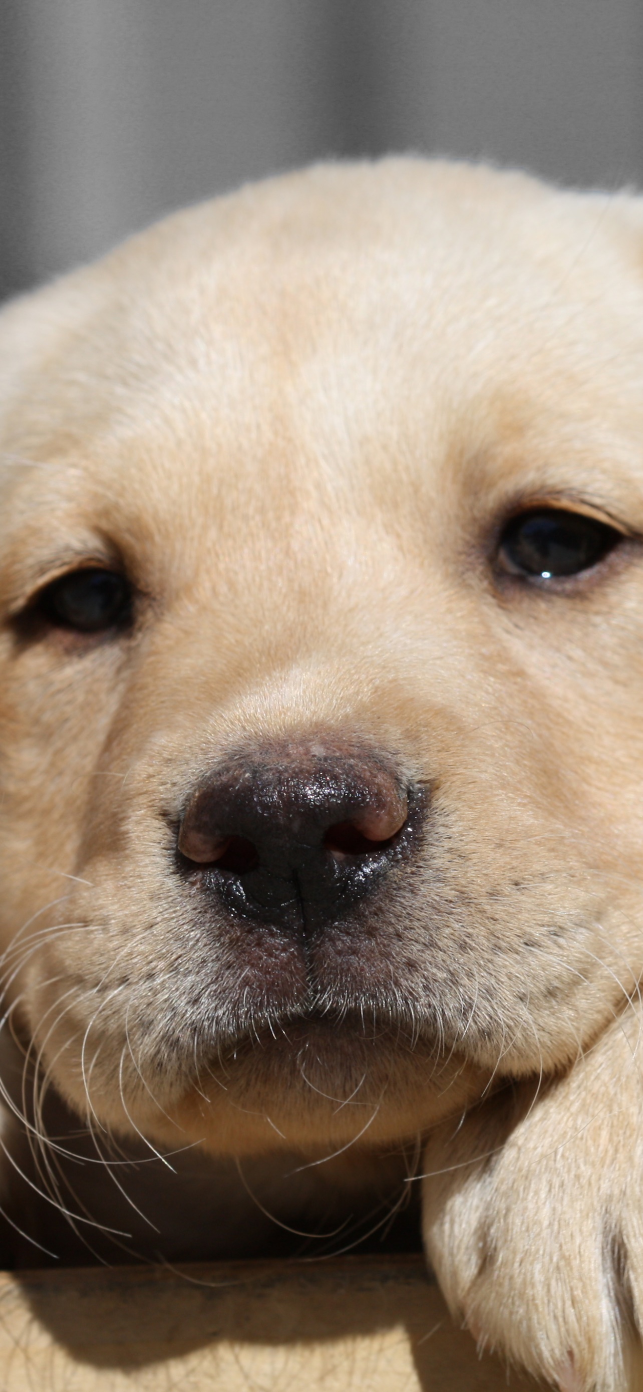 Animal Labrador Retriever, 1284x2778, Phone HD Wallpaper