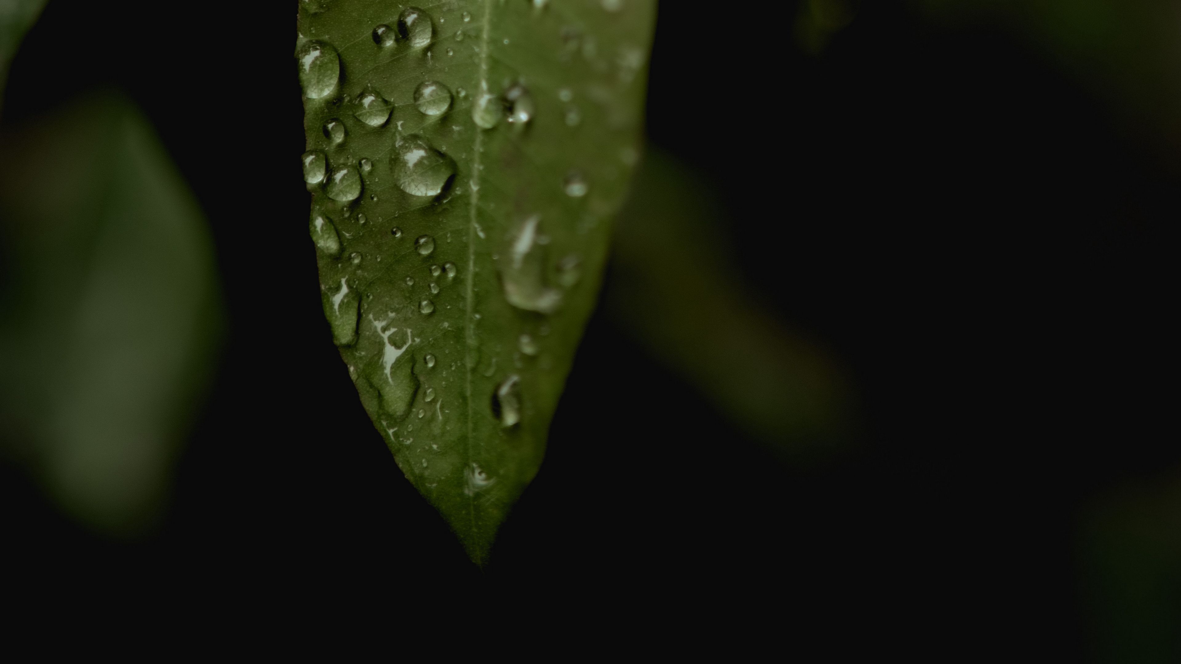 leaves, drops, macro, rain, 4k, HD Wallpaper