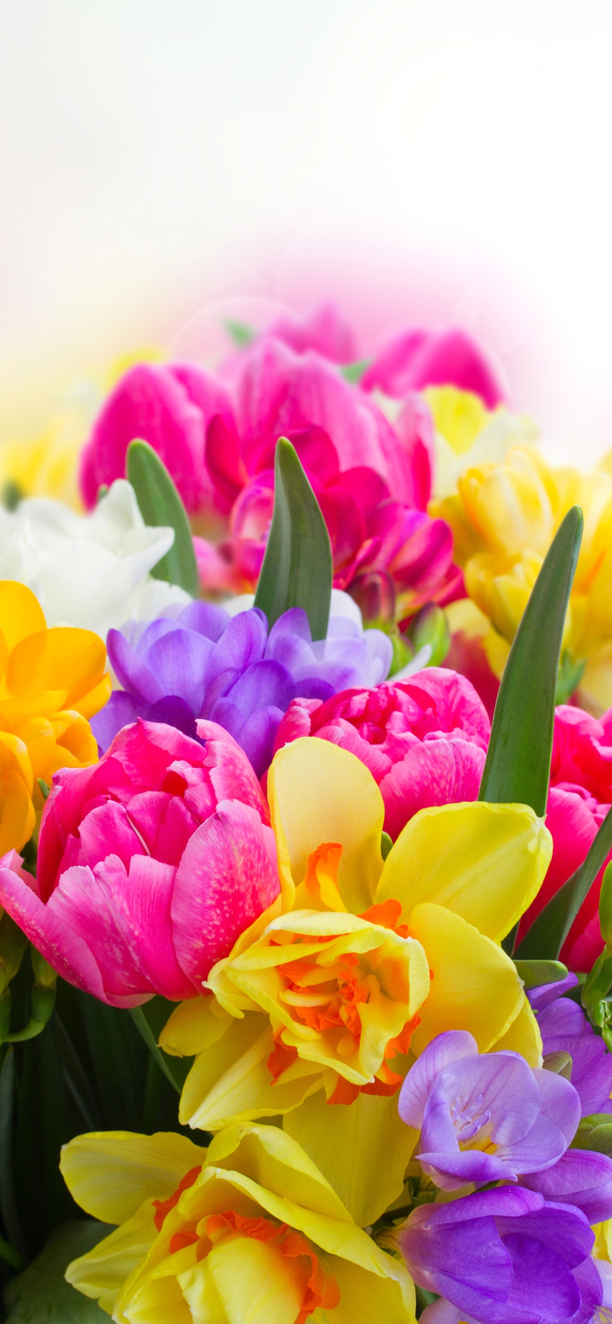 Earth Flower, Purple Flower, Colorful, Yellow Flower, Colors, Pink Flower, 1242x2688, Phone HD Wallpaper