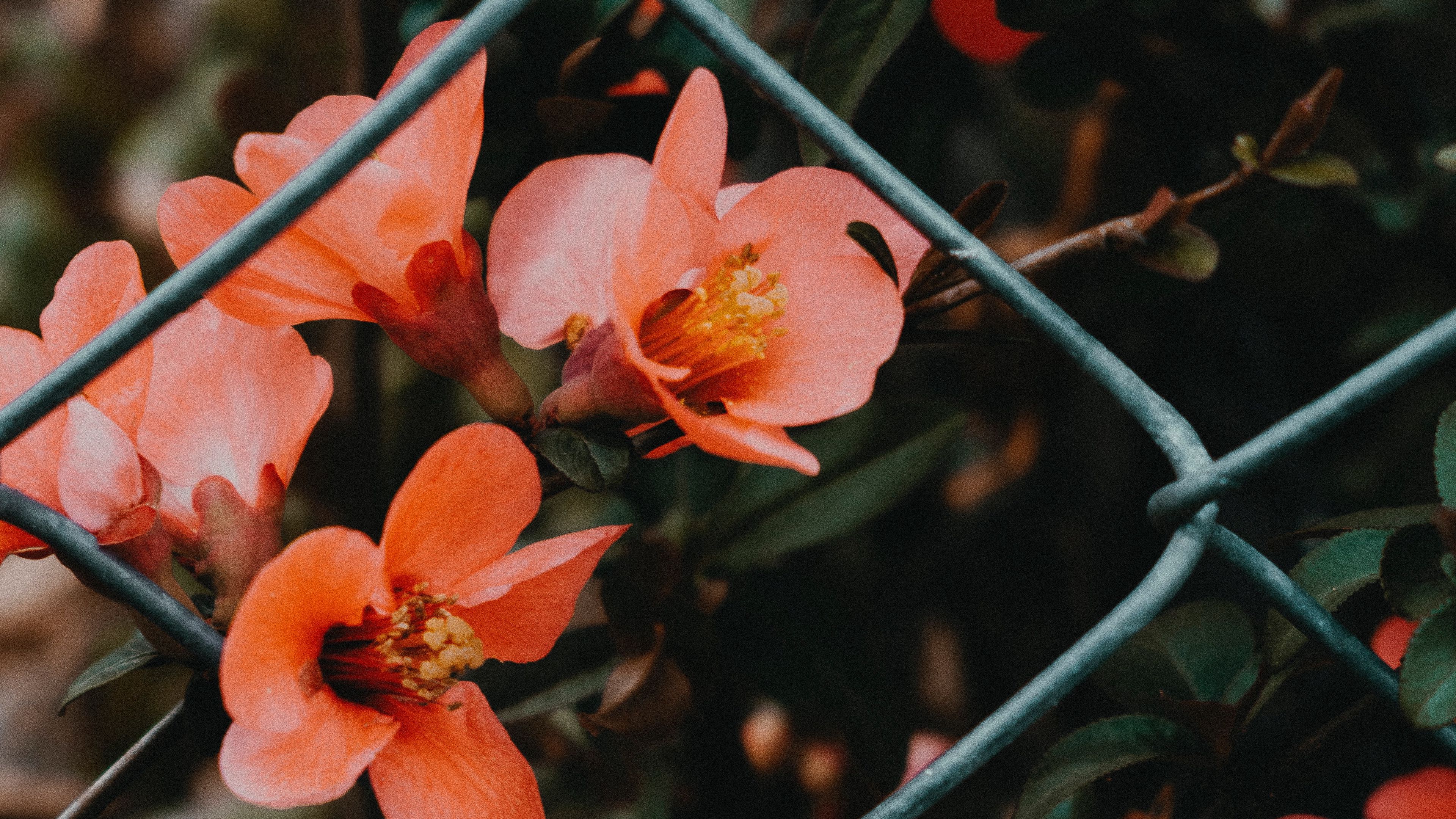 flower, pink, bloom, mesh, fence, 4k, HD Wallpaper