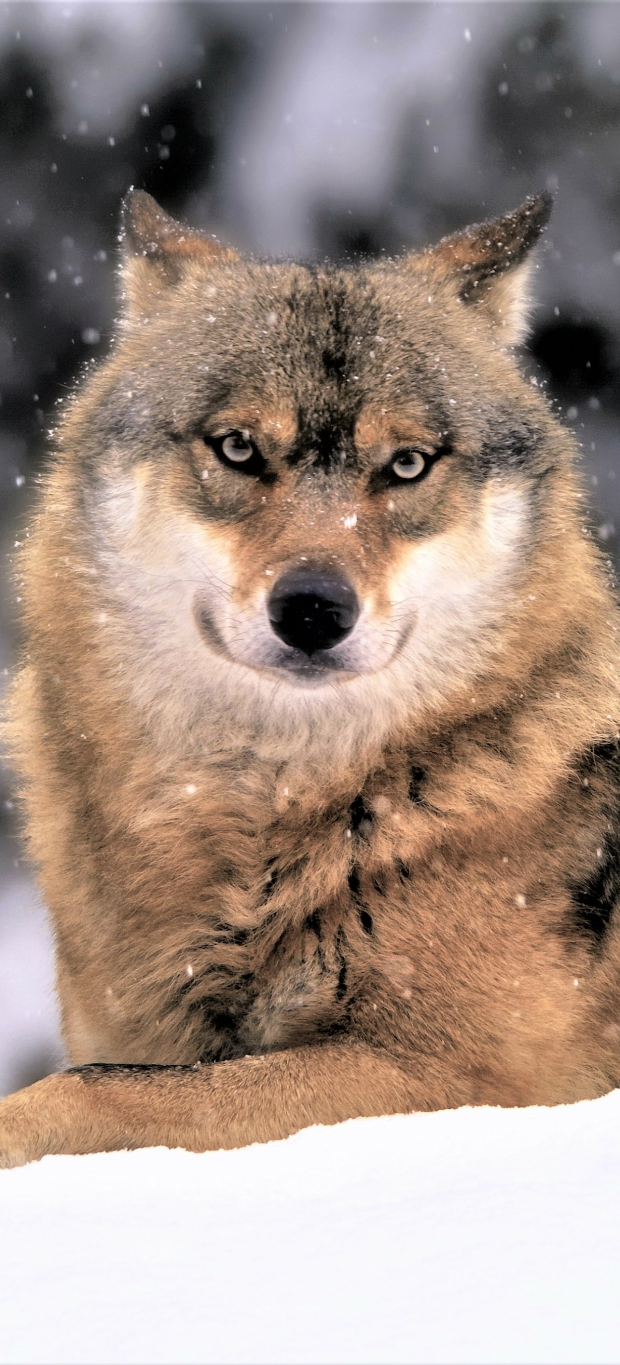 Animal Wolf, Muzzle, 1228x2700, Phone HD Wallpaper