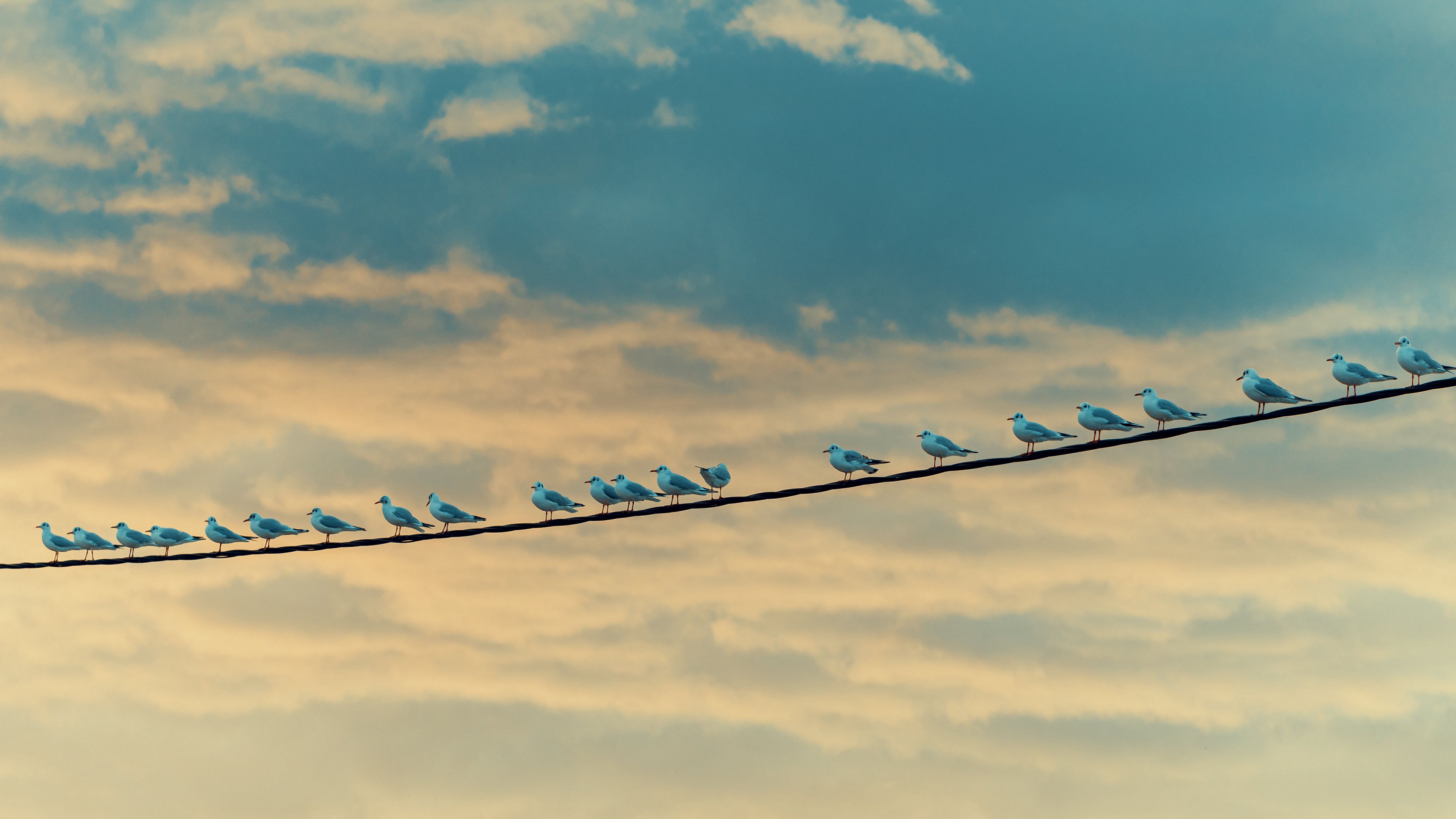 seagulls, birds, wire, sky, 4k, HD Wallpaper